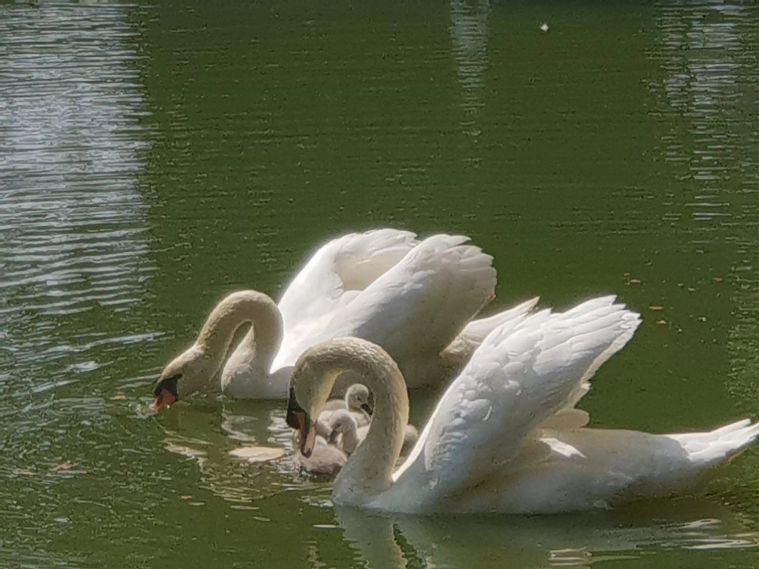 Animals in Hotel Landhuis 't Wilgenerf