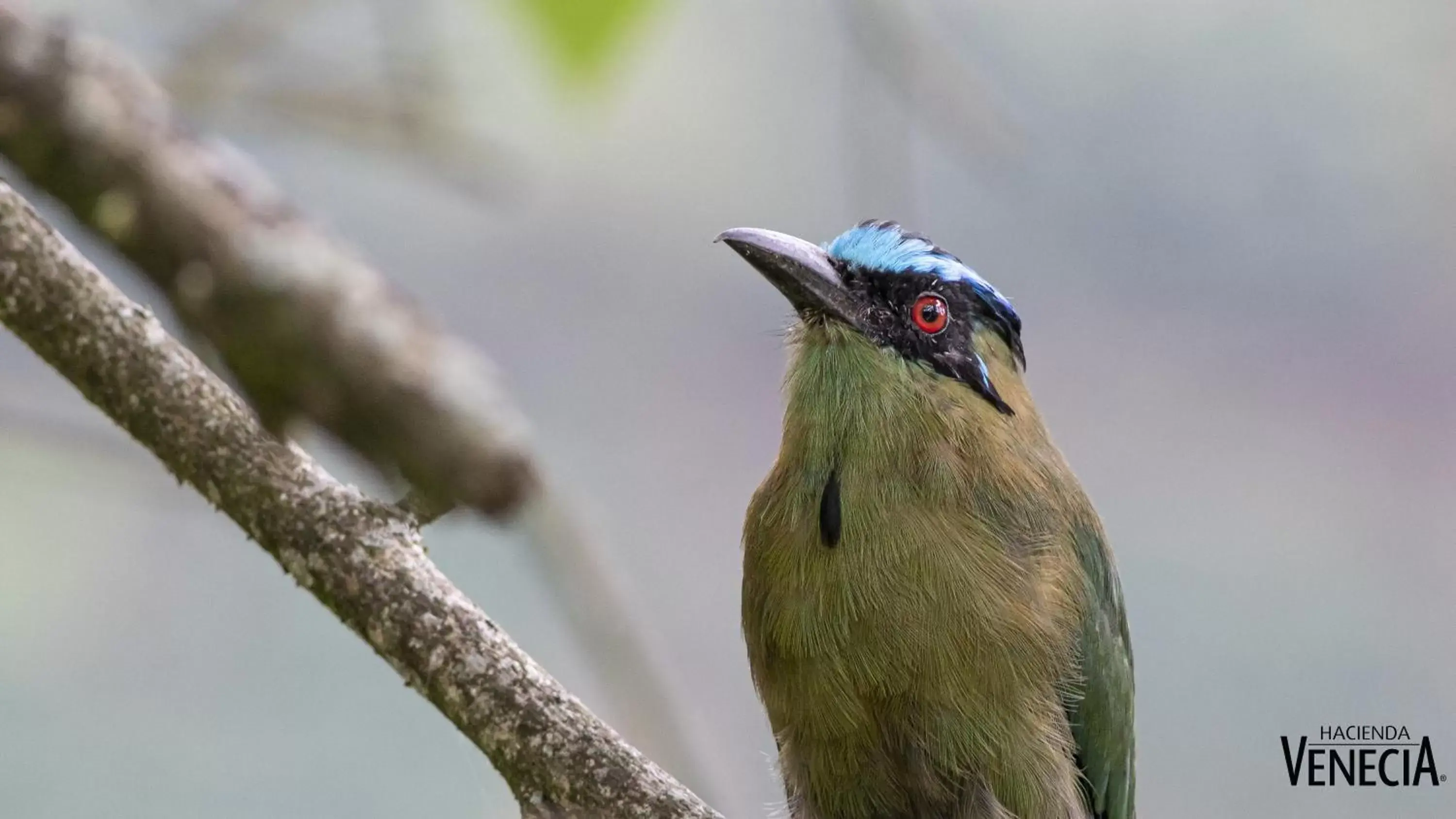 Double or Twin Room with View - COFFEE LODGE in Hacienda Venecia Coffee Farm Hotel Double or Twin Room with View - COFFEE LODGE in Hacienda Venecia Coffee Farm Hotel