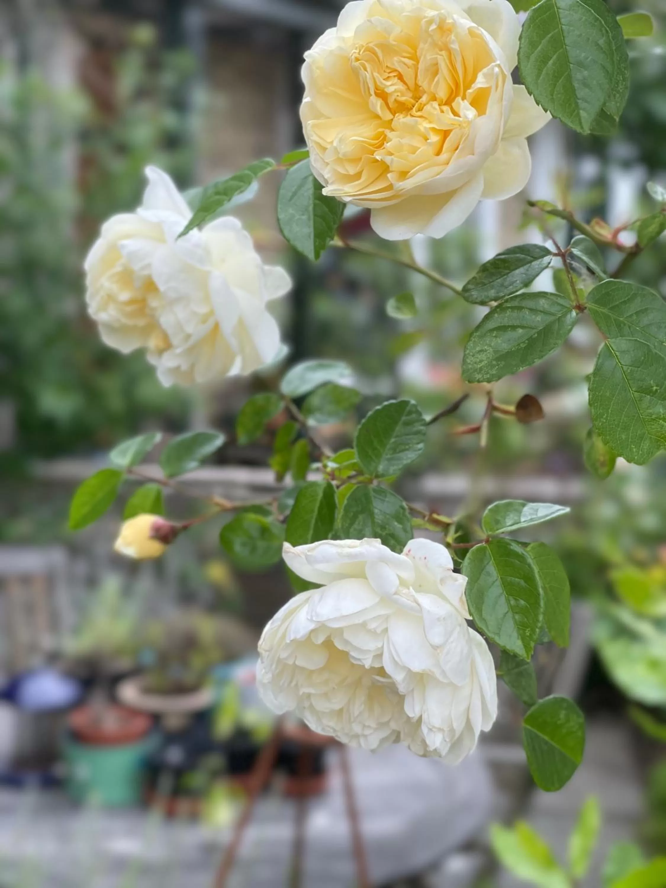 Inglenook Guest House