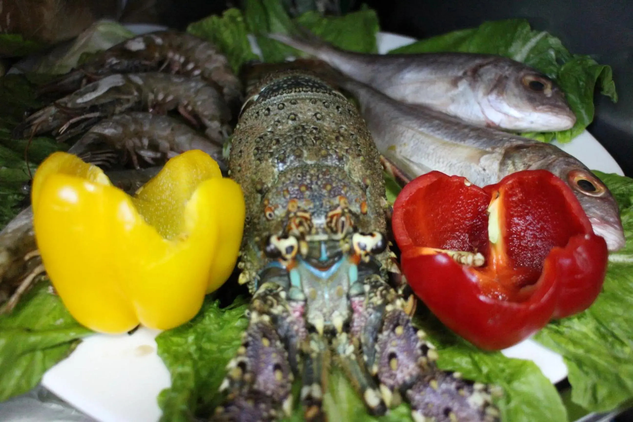 Food close-up, Other Animals in Salalah Beach Resort Hotel