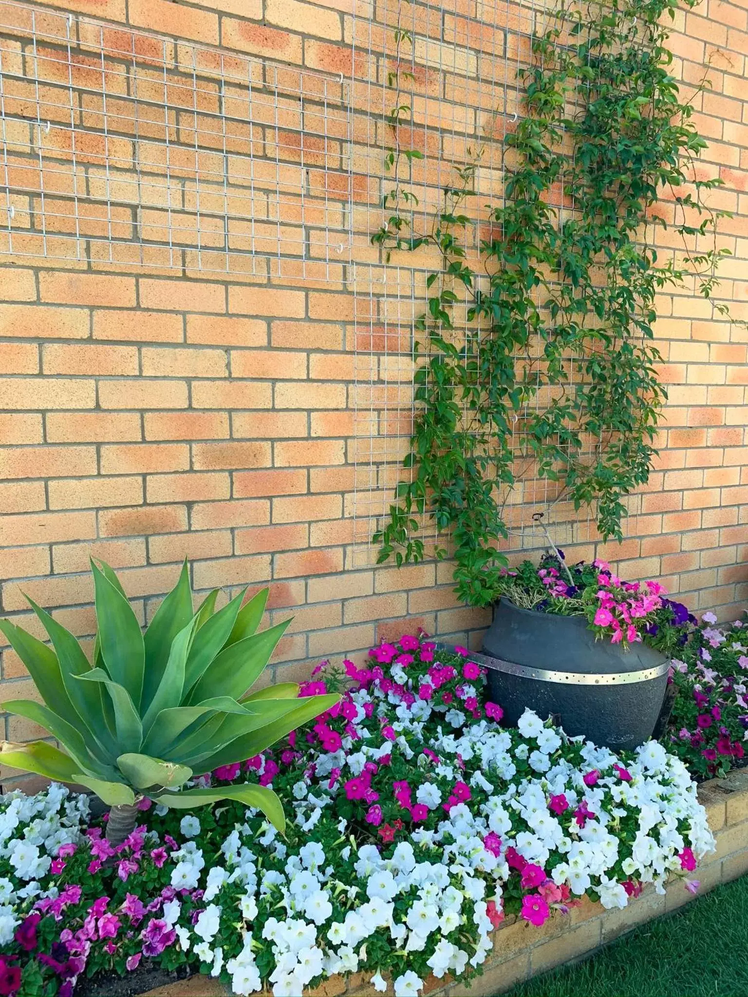 Garden in Squatters Homestead Motel