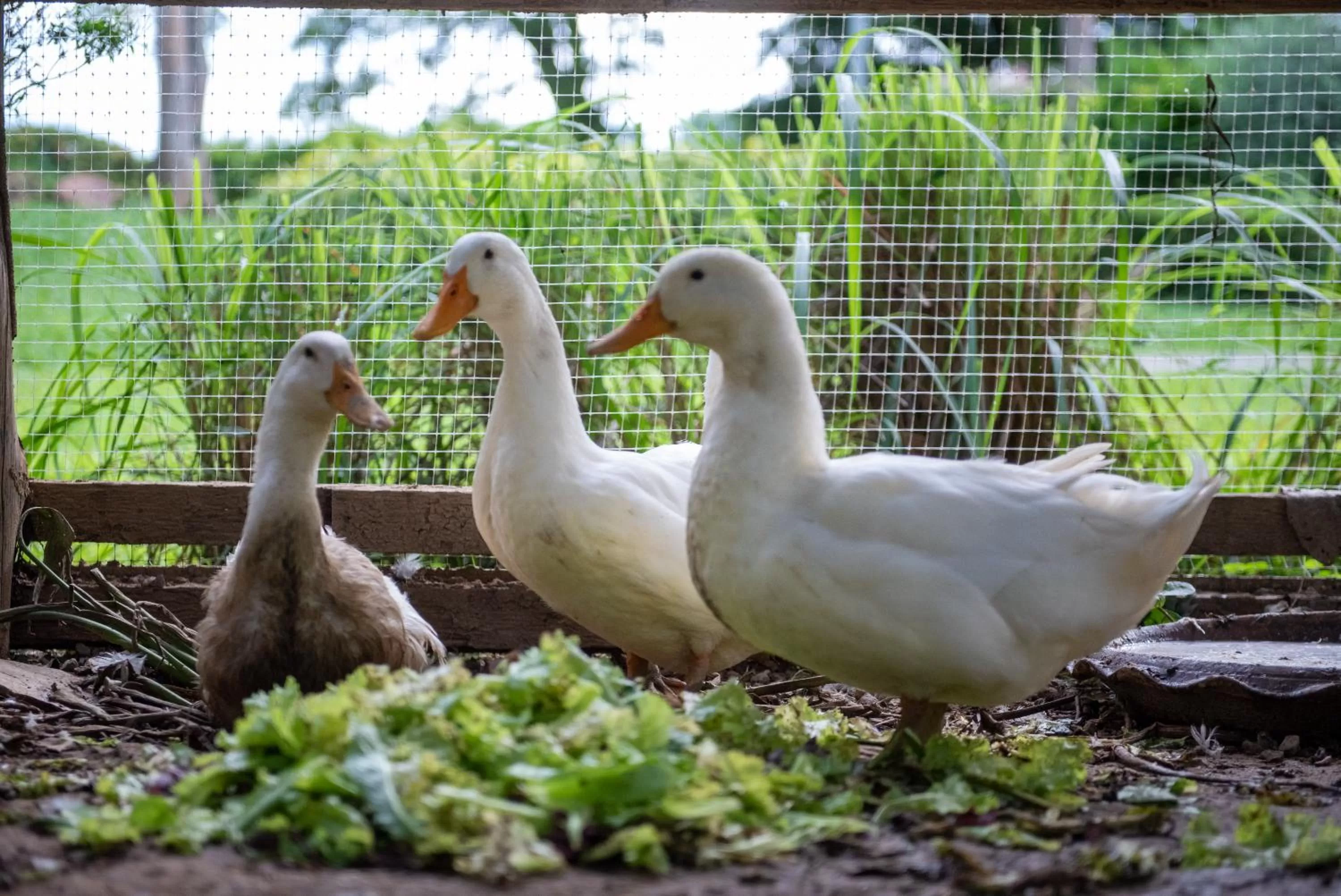 Activities in The Legacy River Kwai Resort