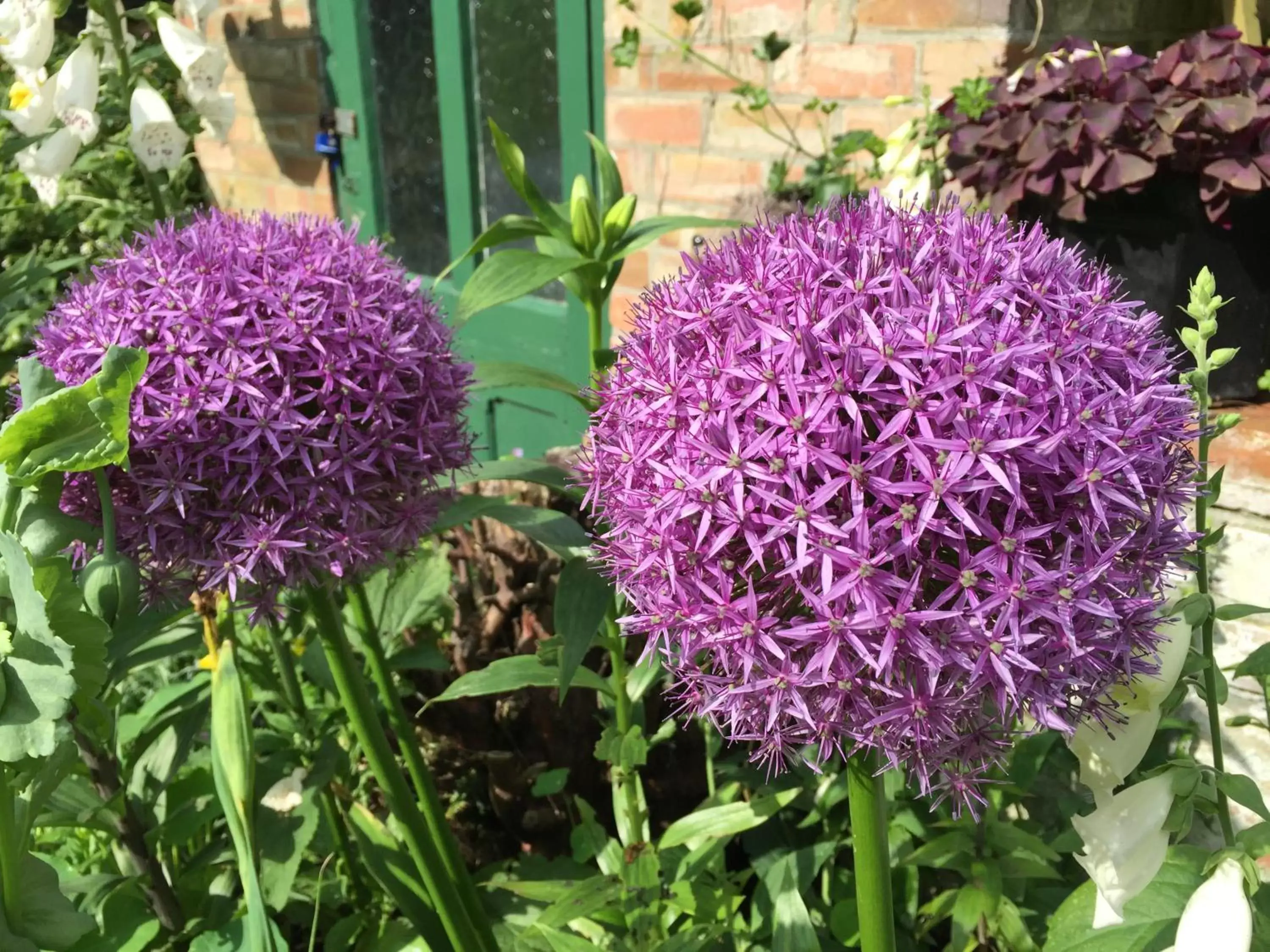 Garden in Fairlight Lodge