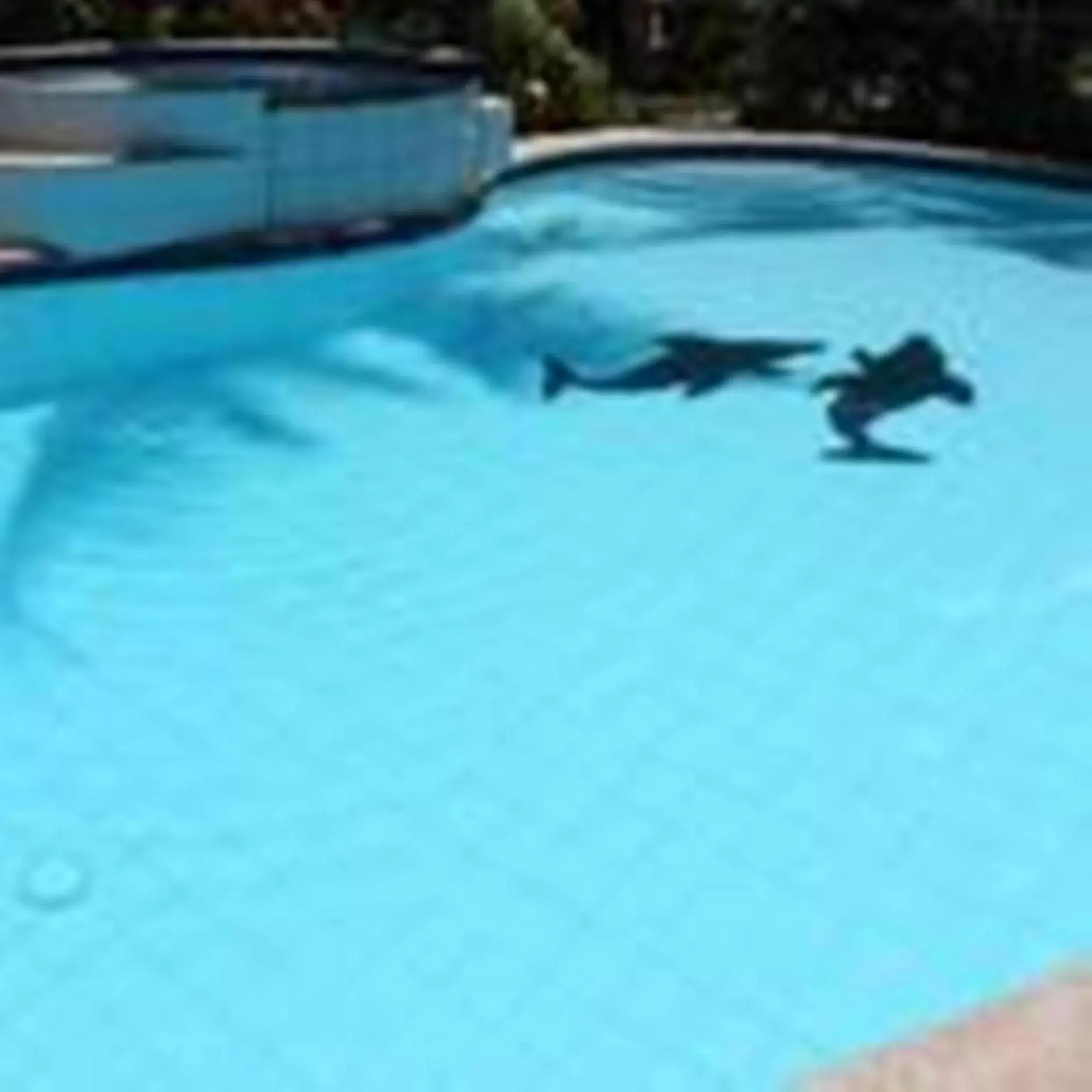 Swimming Pool in Lost Horizon Beach Dive Resort