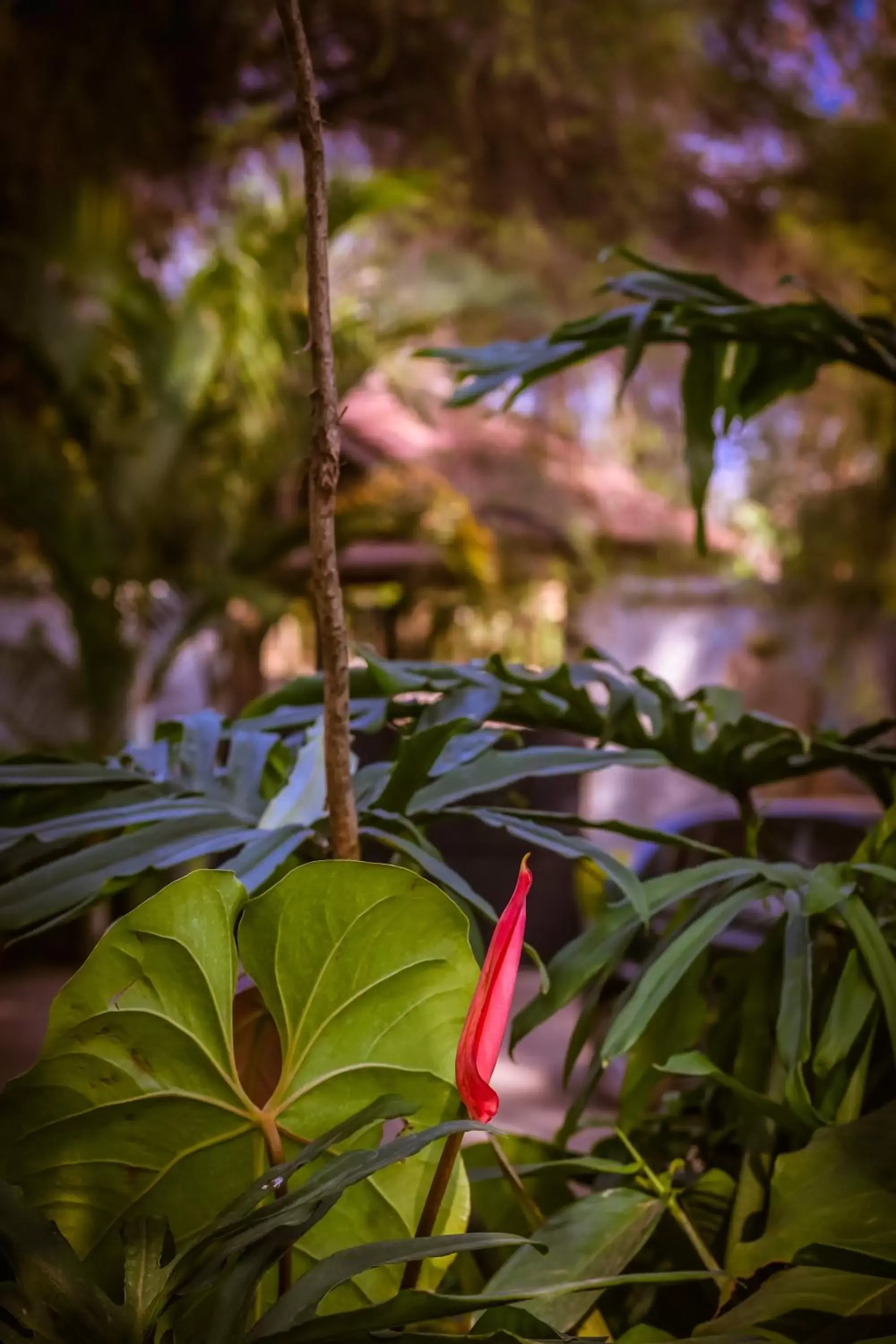 Garden in Zawadi House Lodge