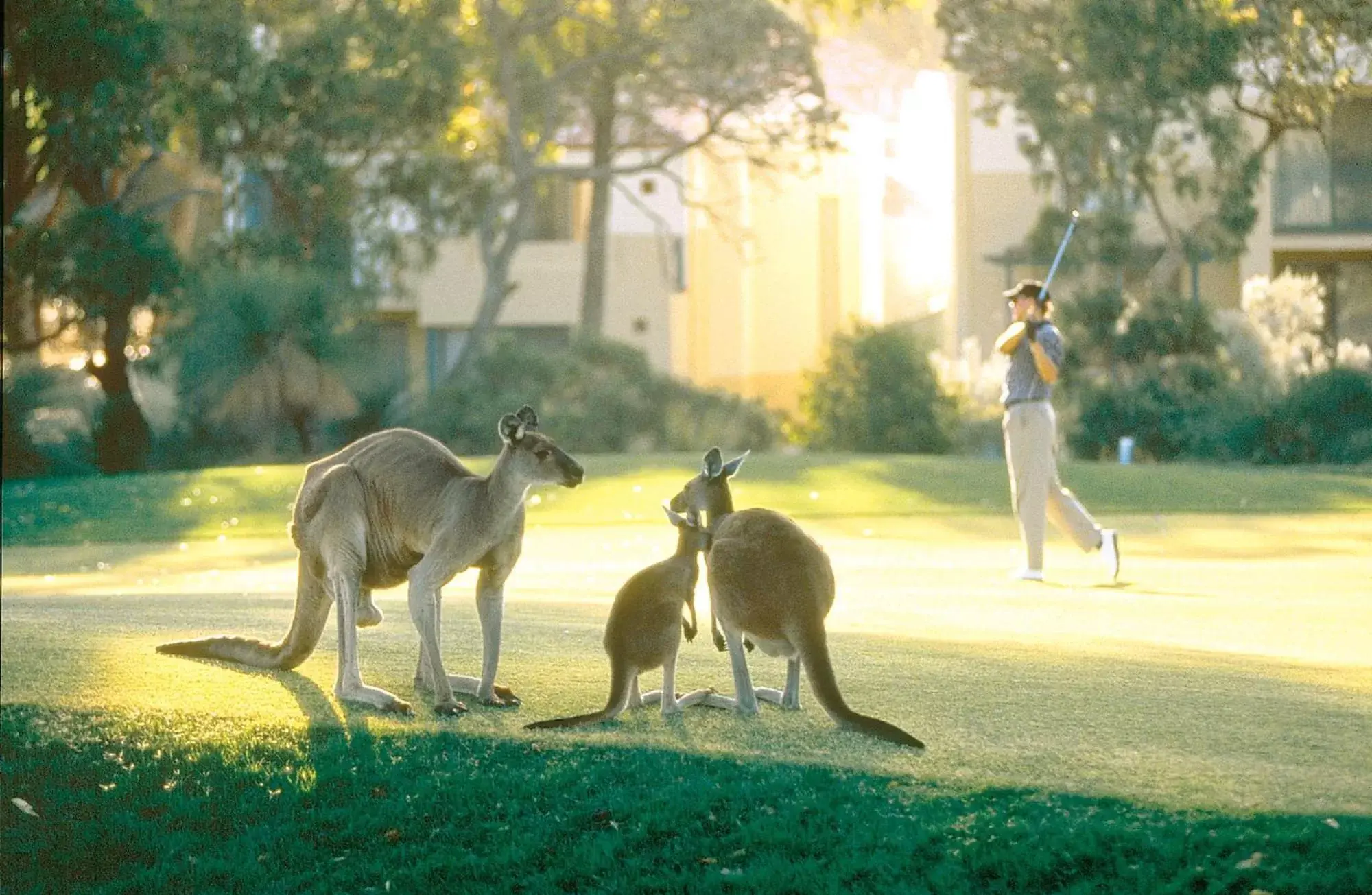 Golfcourse in Joondalup Resort
