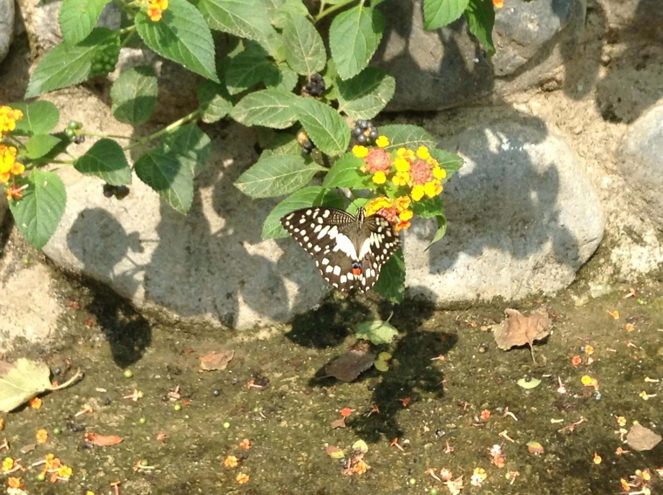 Garden in Balay Tuko Garden Inn