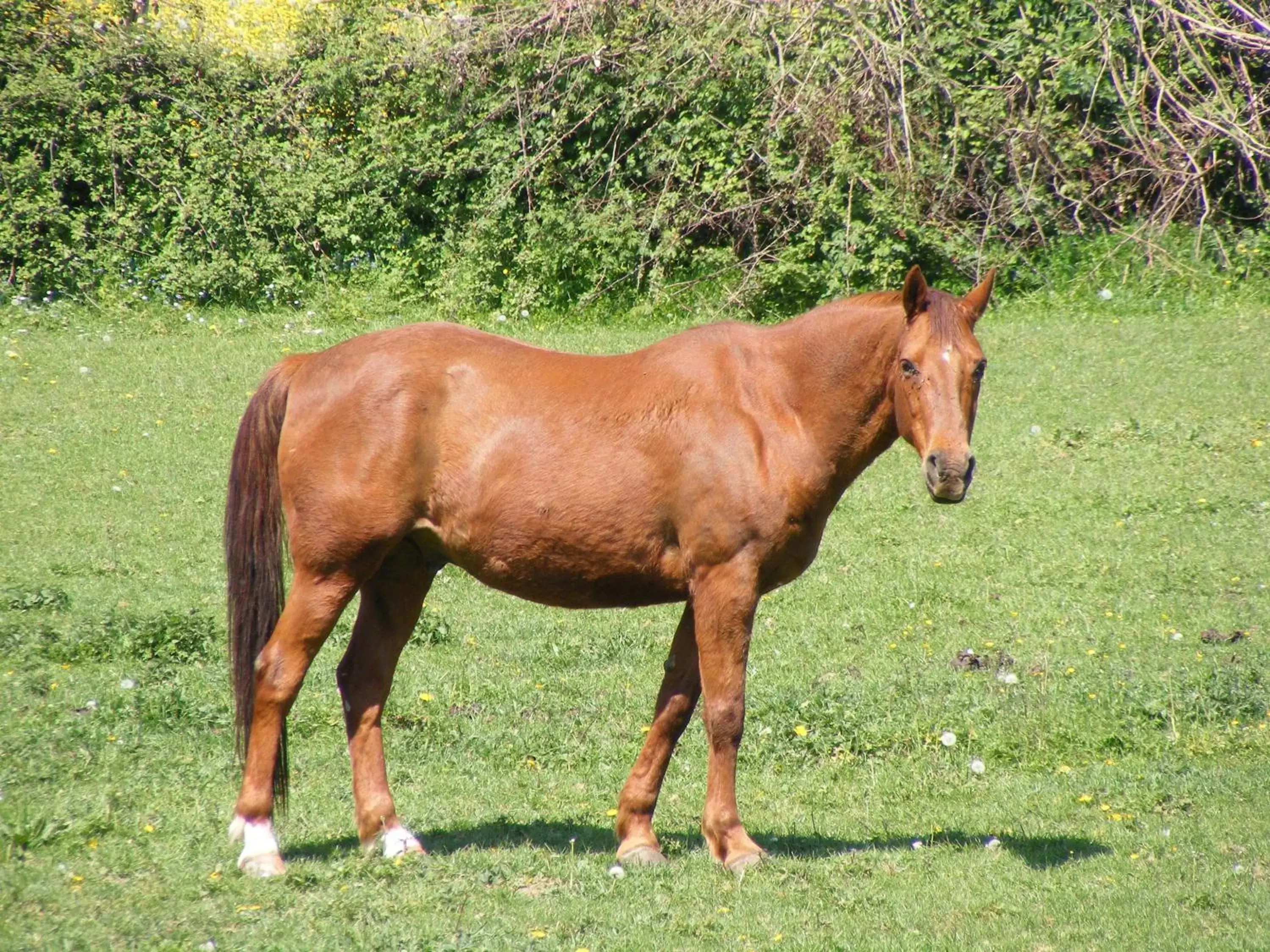 Horse-riding, Other Animals in Les Belleme Golf - Self-catering Apartments