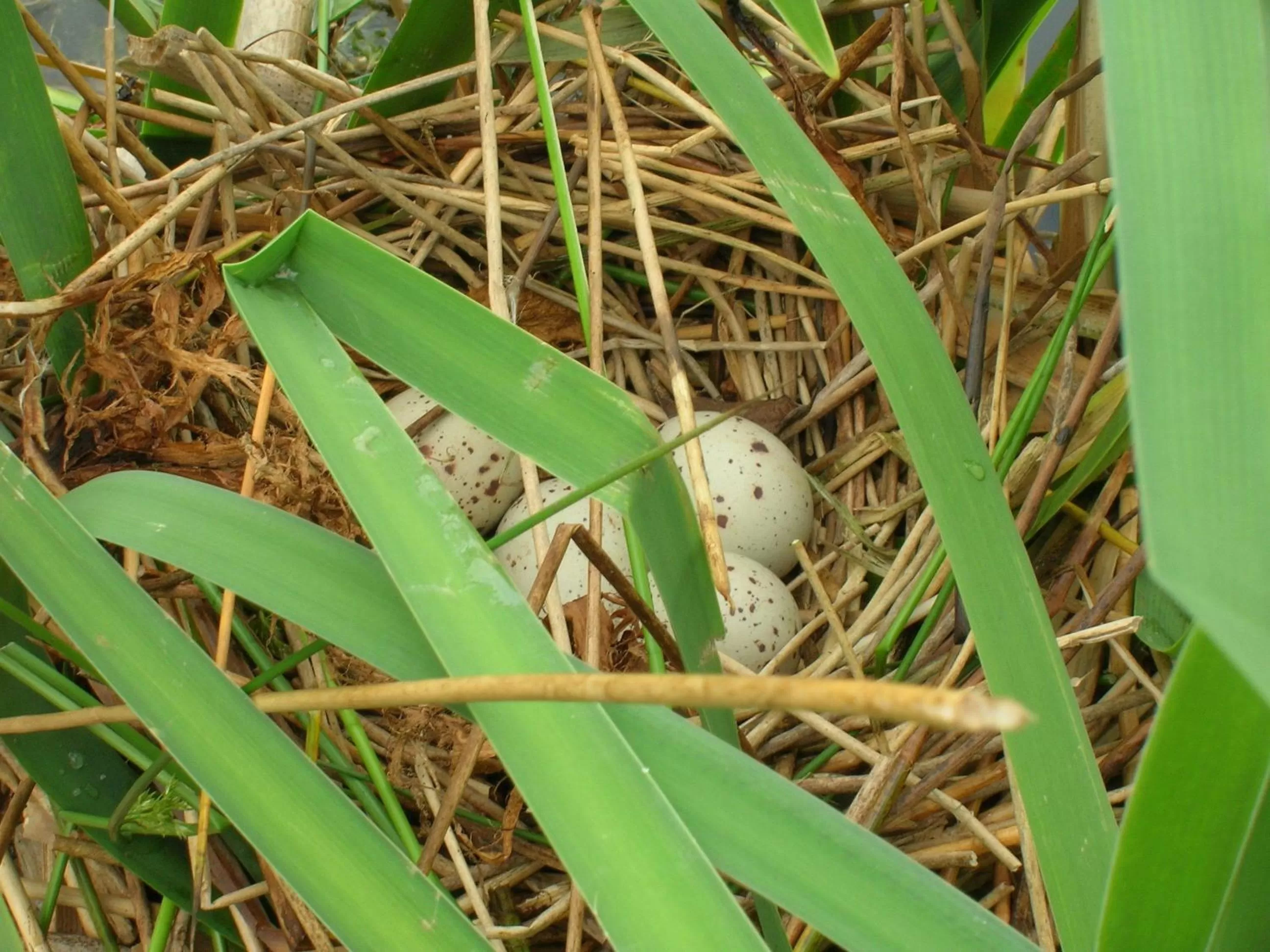 Other in Polhilsa Farm
