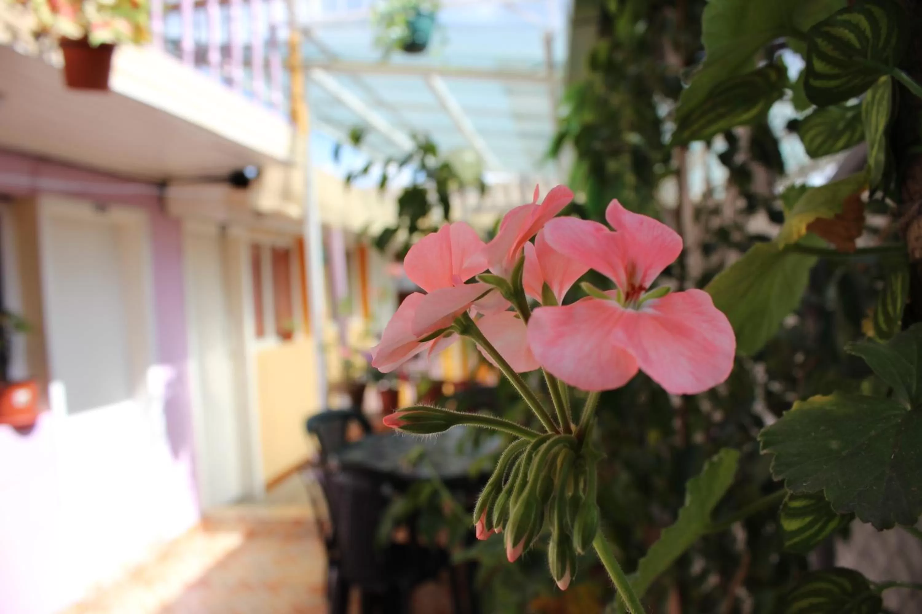 Day in Hostal Yumbo Imperial