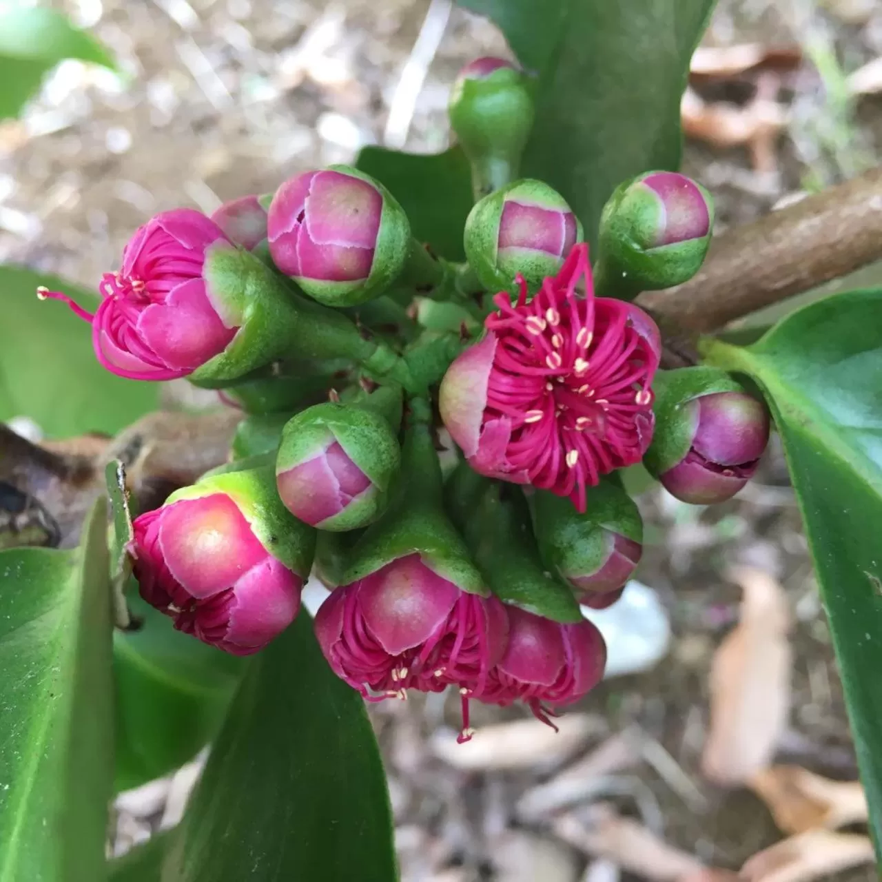 Garden in Coffee Garden