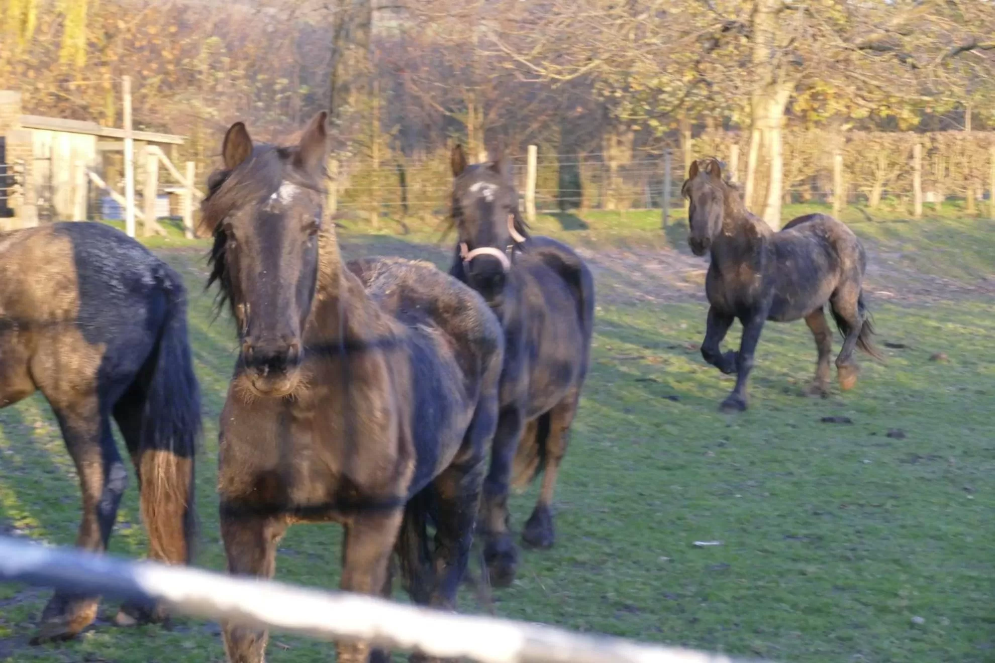 Other Animals in Meschermolen, overnachten in de schuur