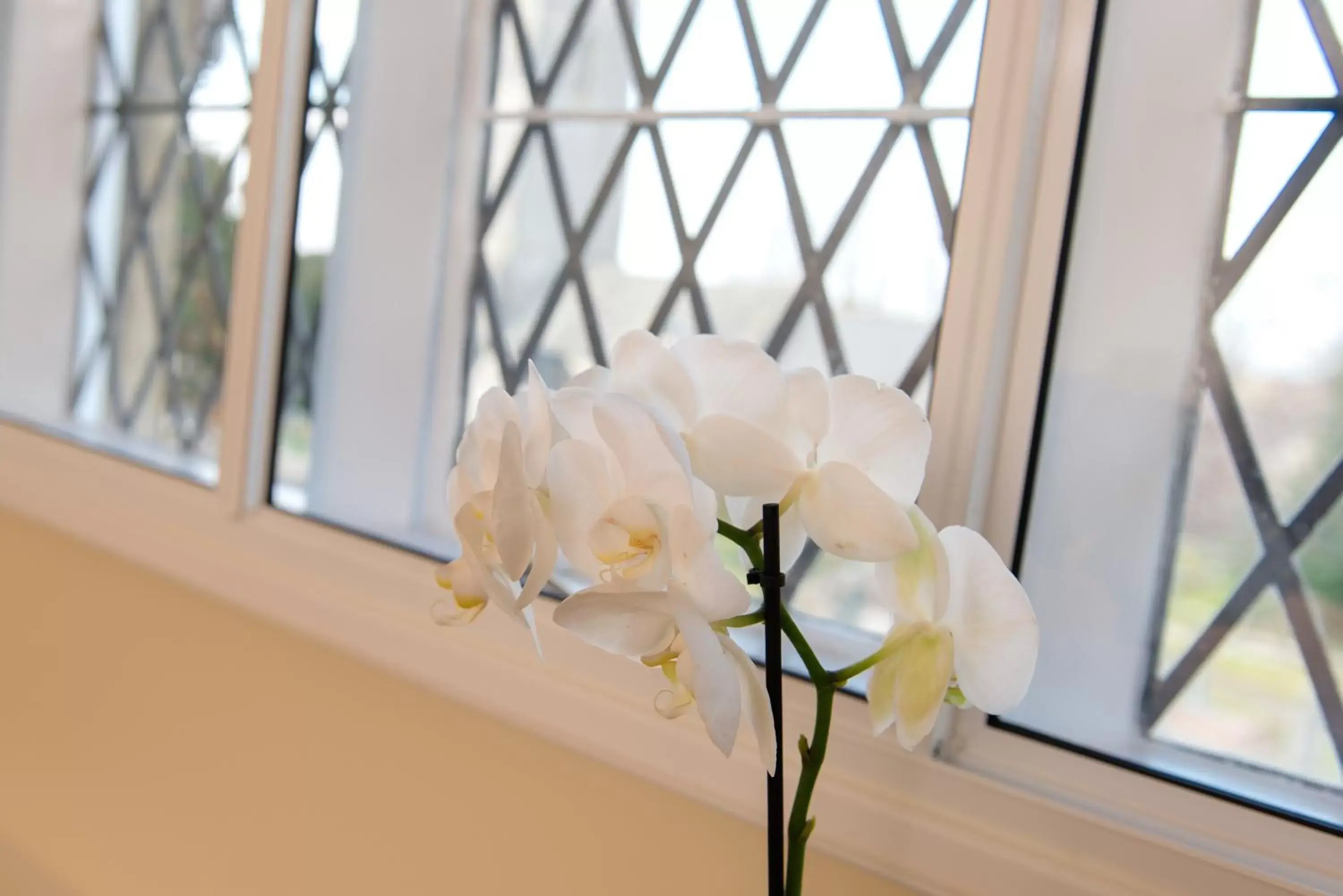 Decorative detail in The School House