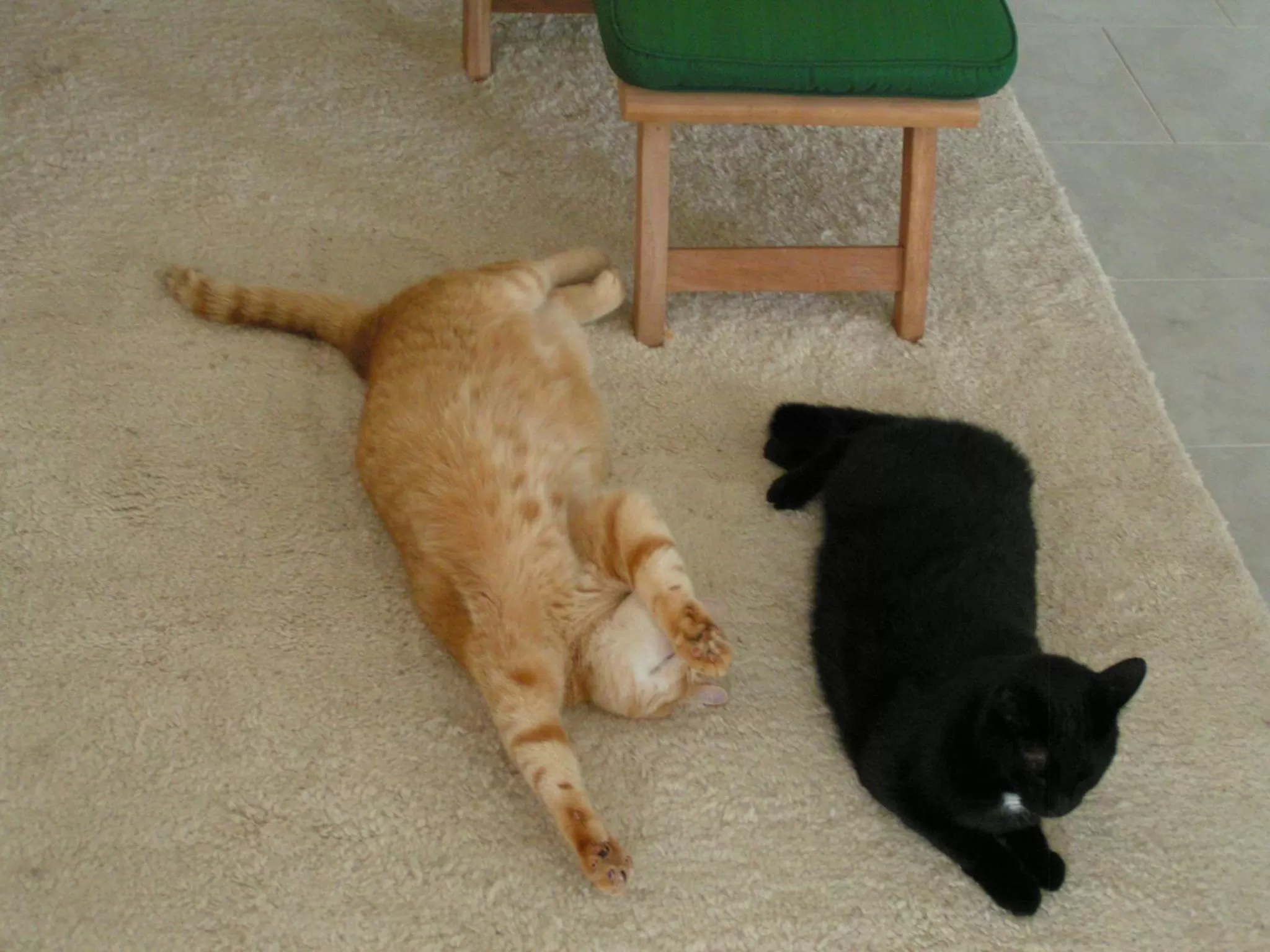 Pets in Nowak's Own B&B