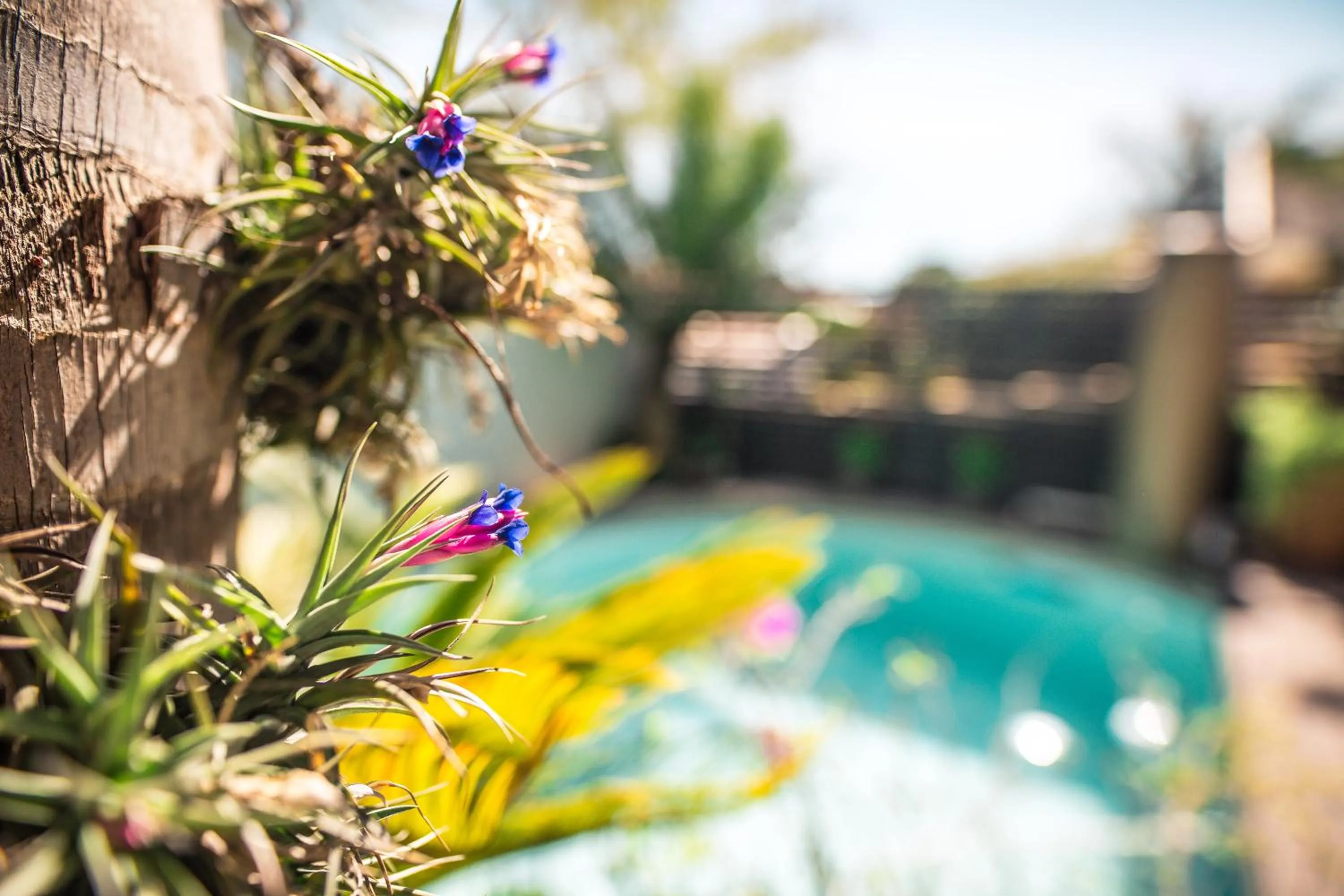 Garden in Point B Guest House -Sustainable Solar Energy