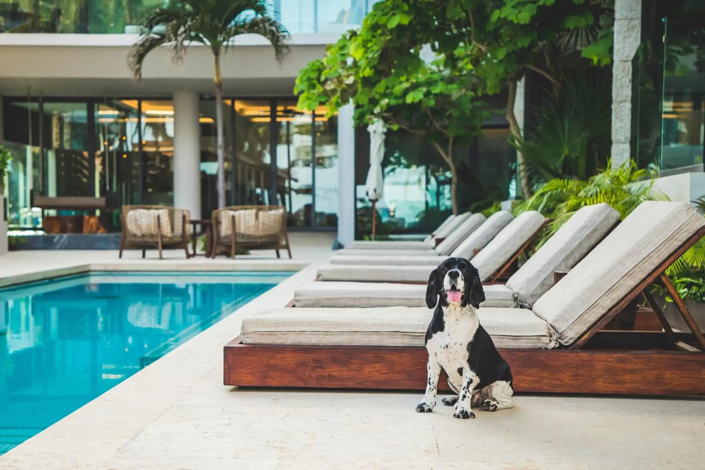 Pets, Swimming Pool in Thompson Playa del Carmen Beach House, part of Hyatt