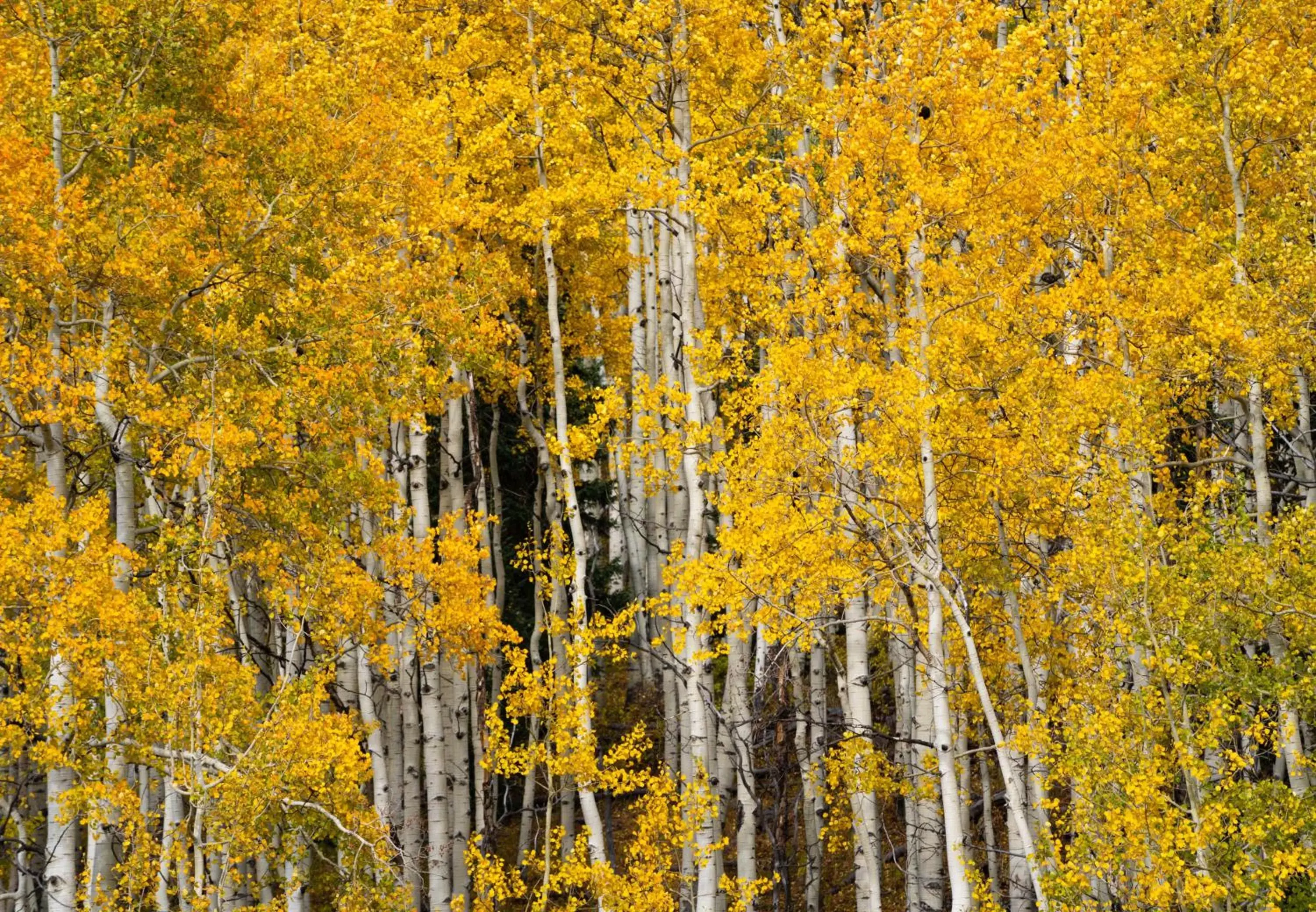 Natural Landscape in The Retreat at Angel Fire