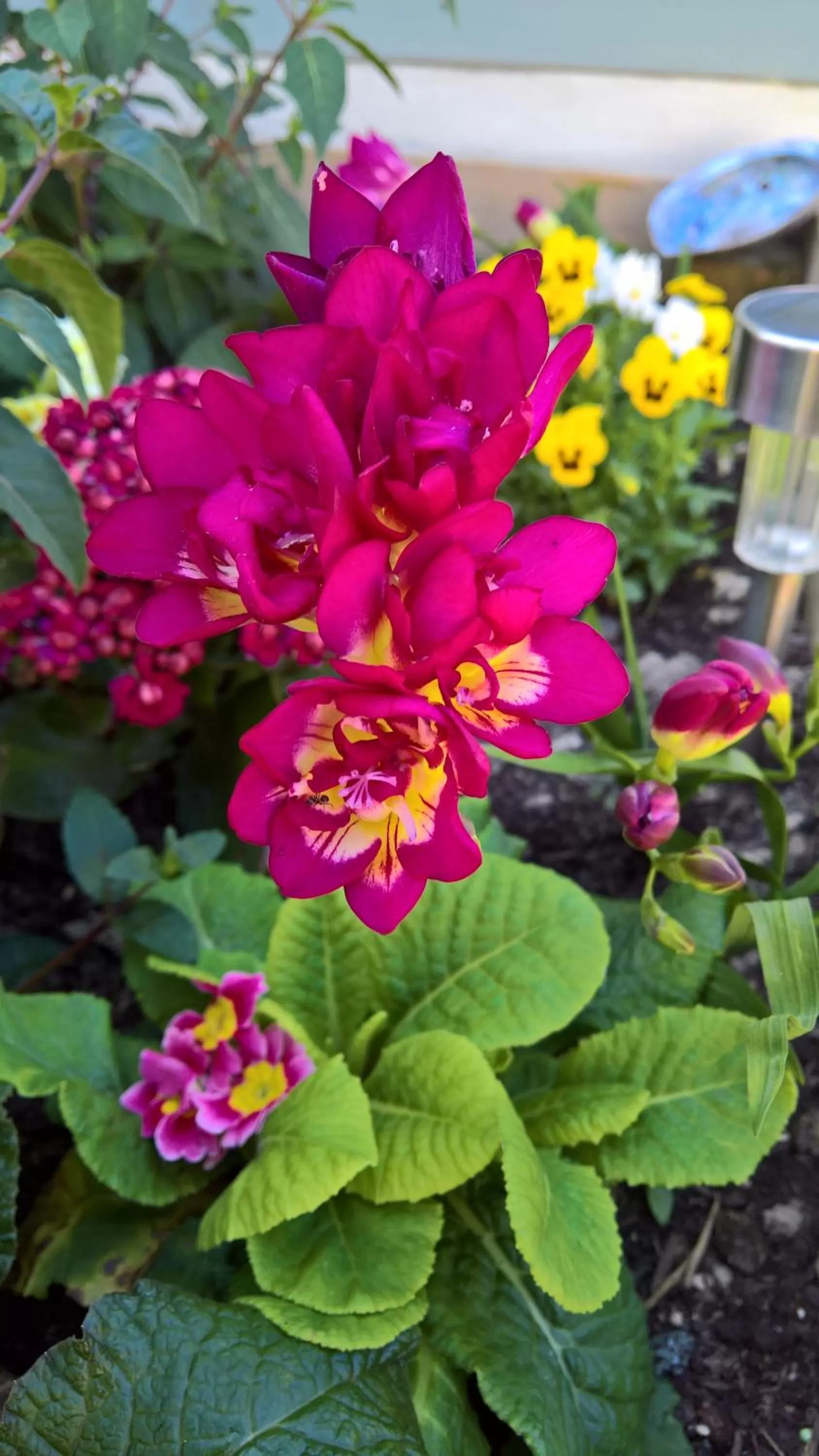 Garden view in Owly 'Ouse