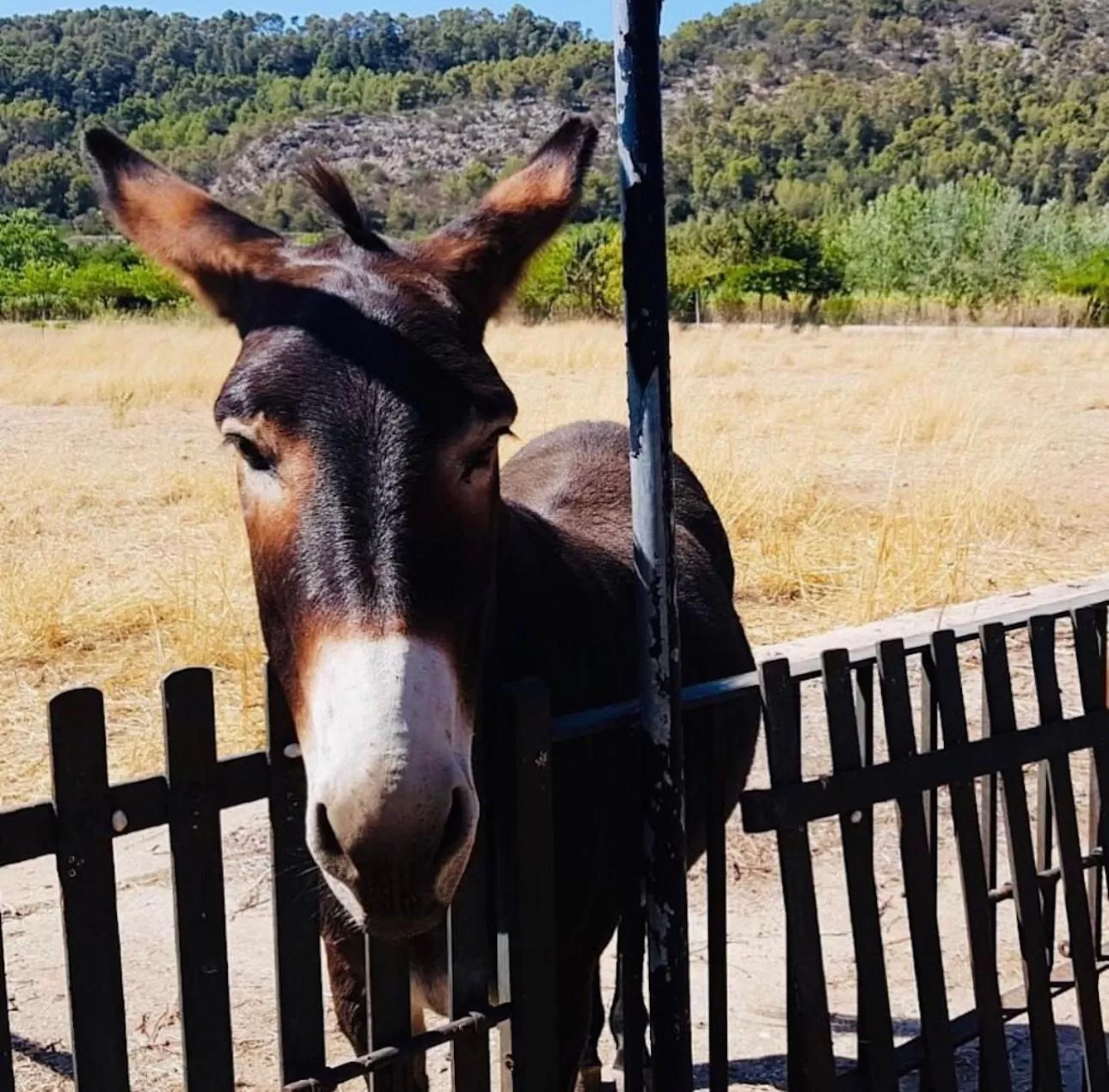 Other Animals in loftOtel canet