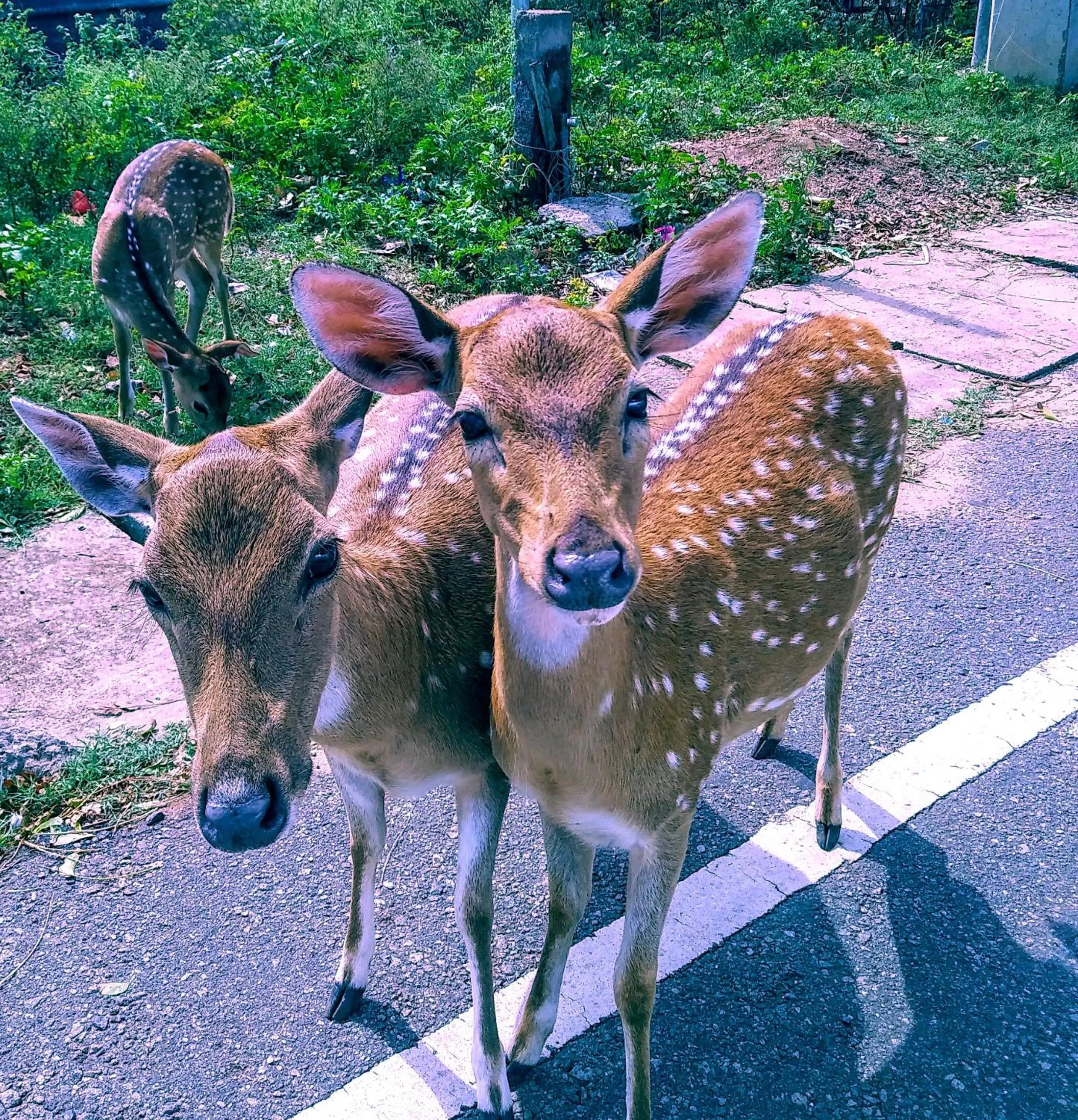 Location in Pearl Oceanic Resort - Trincomalee