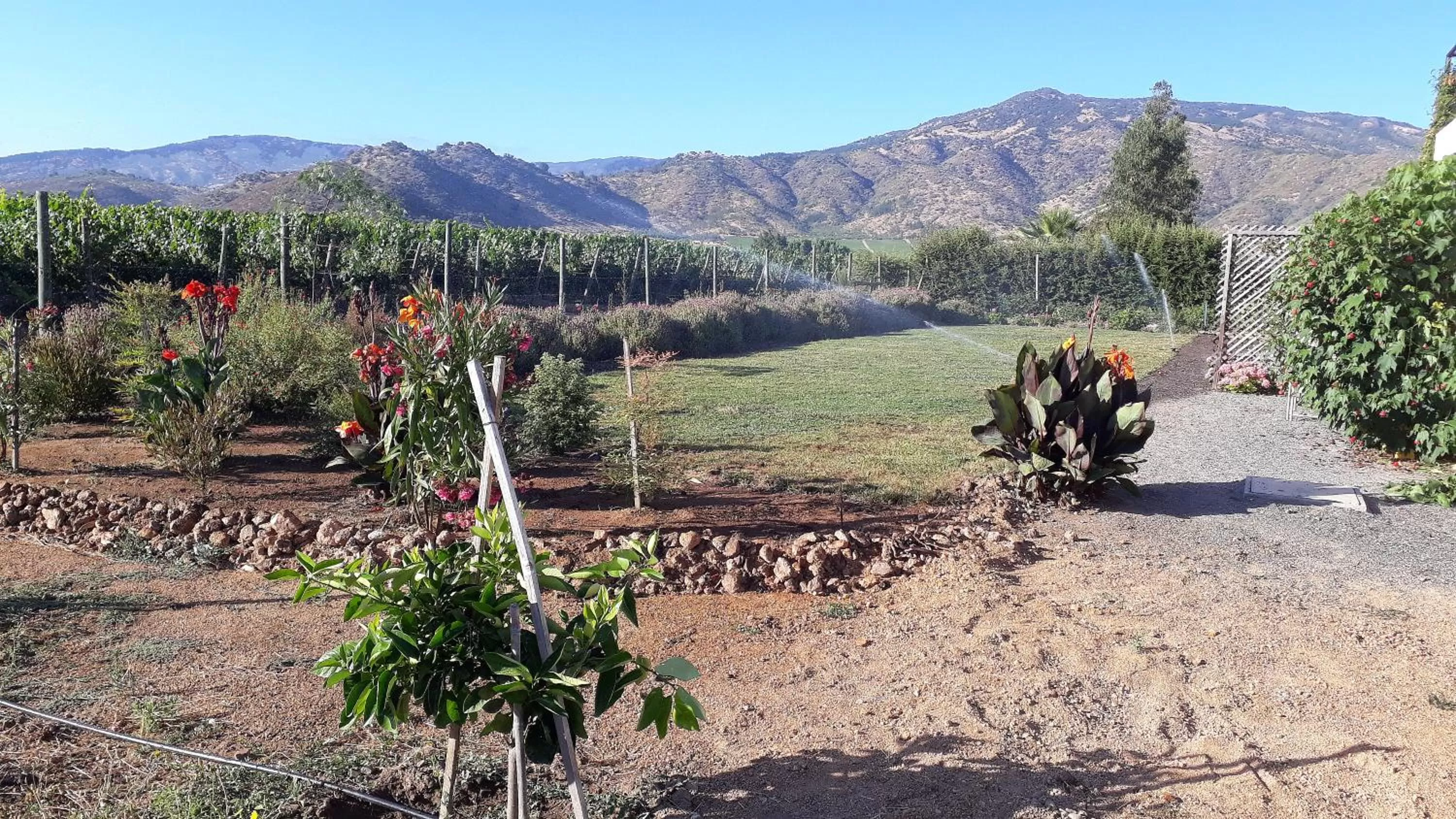 View (from property/room) in Callihue Lodge