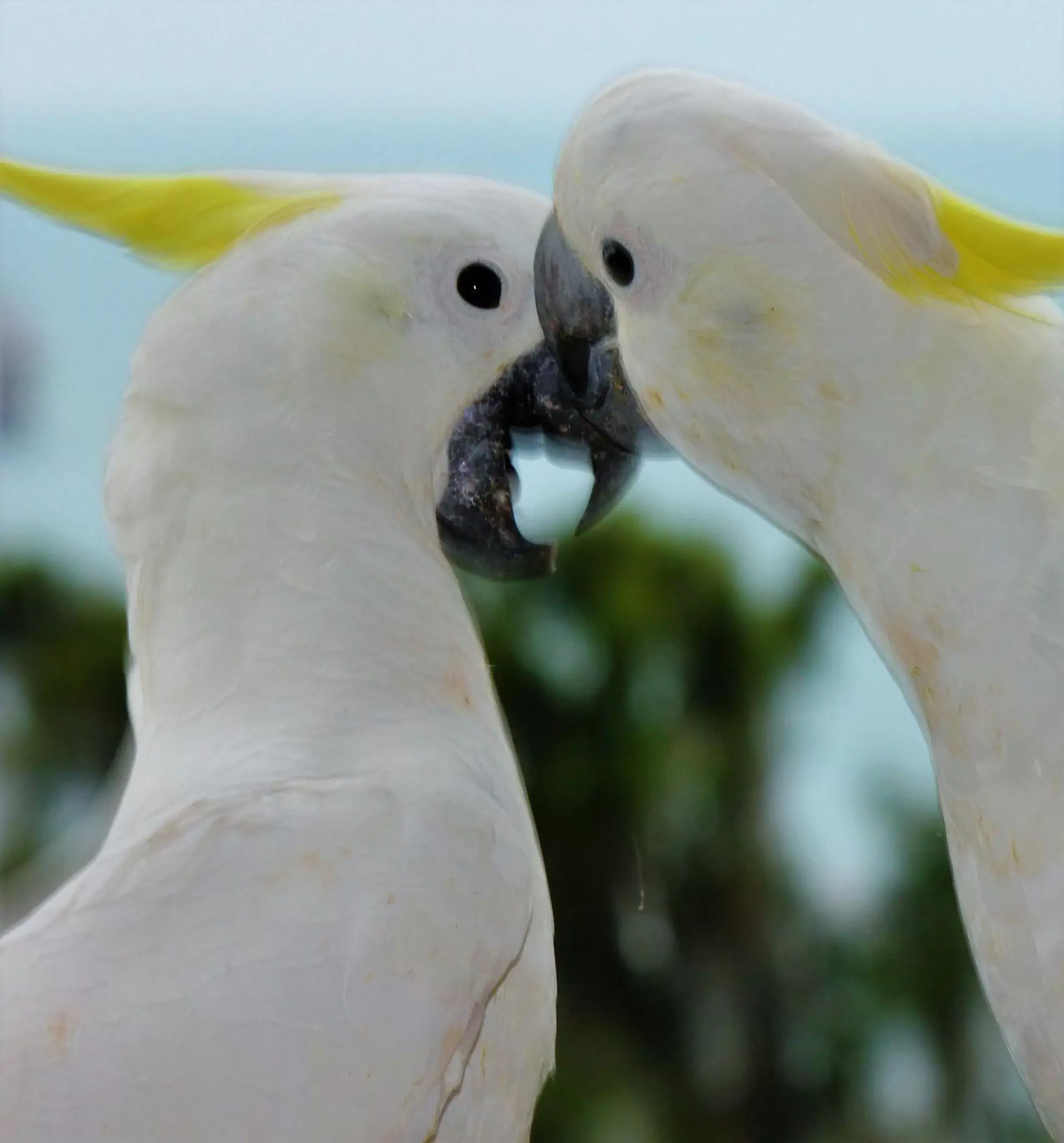 Activities, Other Animals in Lake Central Cairns