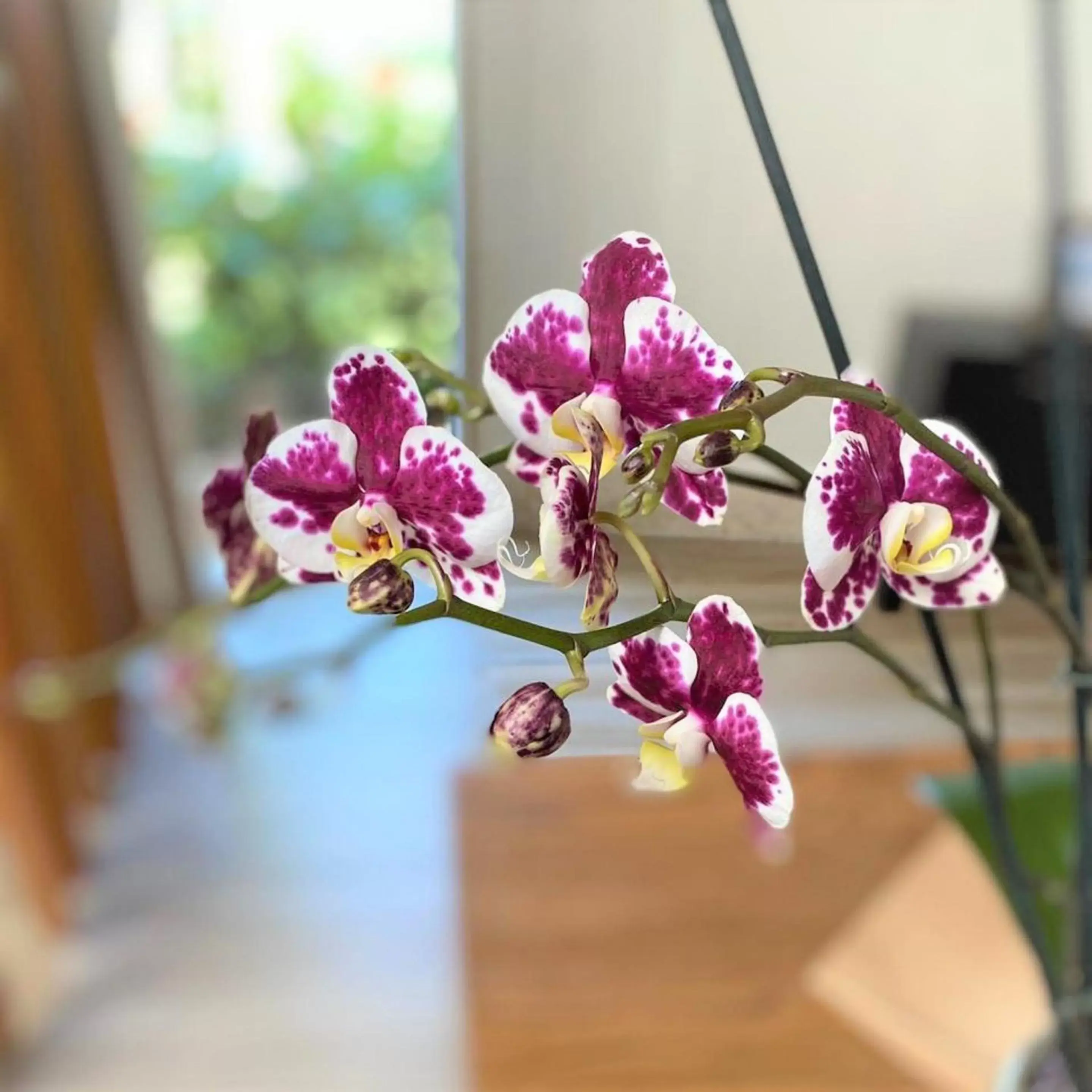 Bedroom in Breathless Punta Cana Resort & Spa - Adults Only - All Inclusive Bedroom in Breathless Punta Cana Resort & Spa - Adults Only - All Inclusive