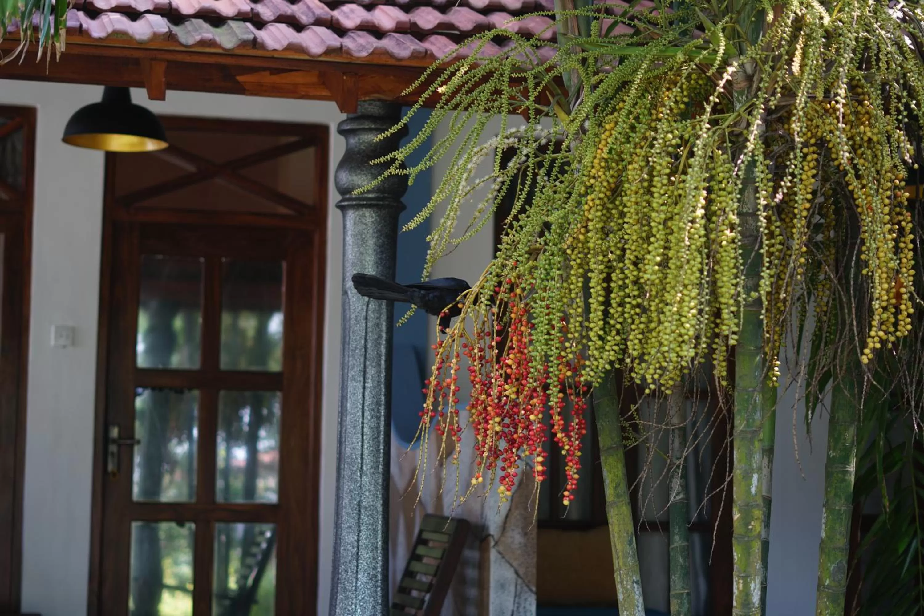 Turtle Bay Beach Resort