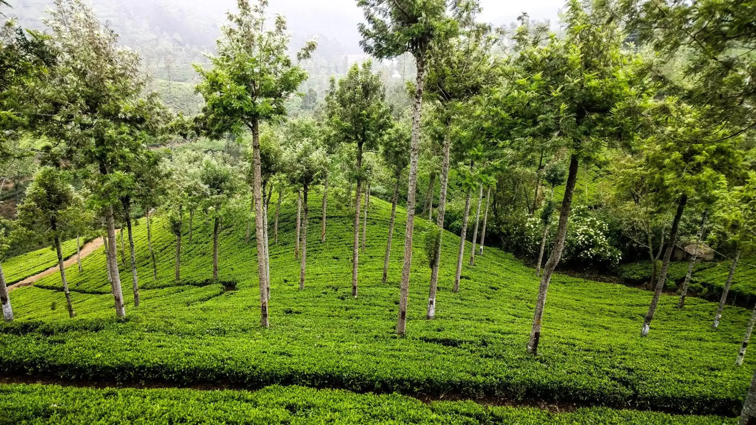 Natural landscape in The Grand Hotel - Heritage Grand