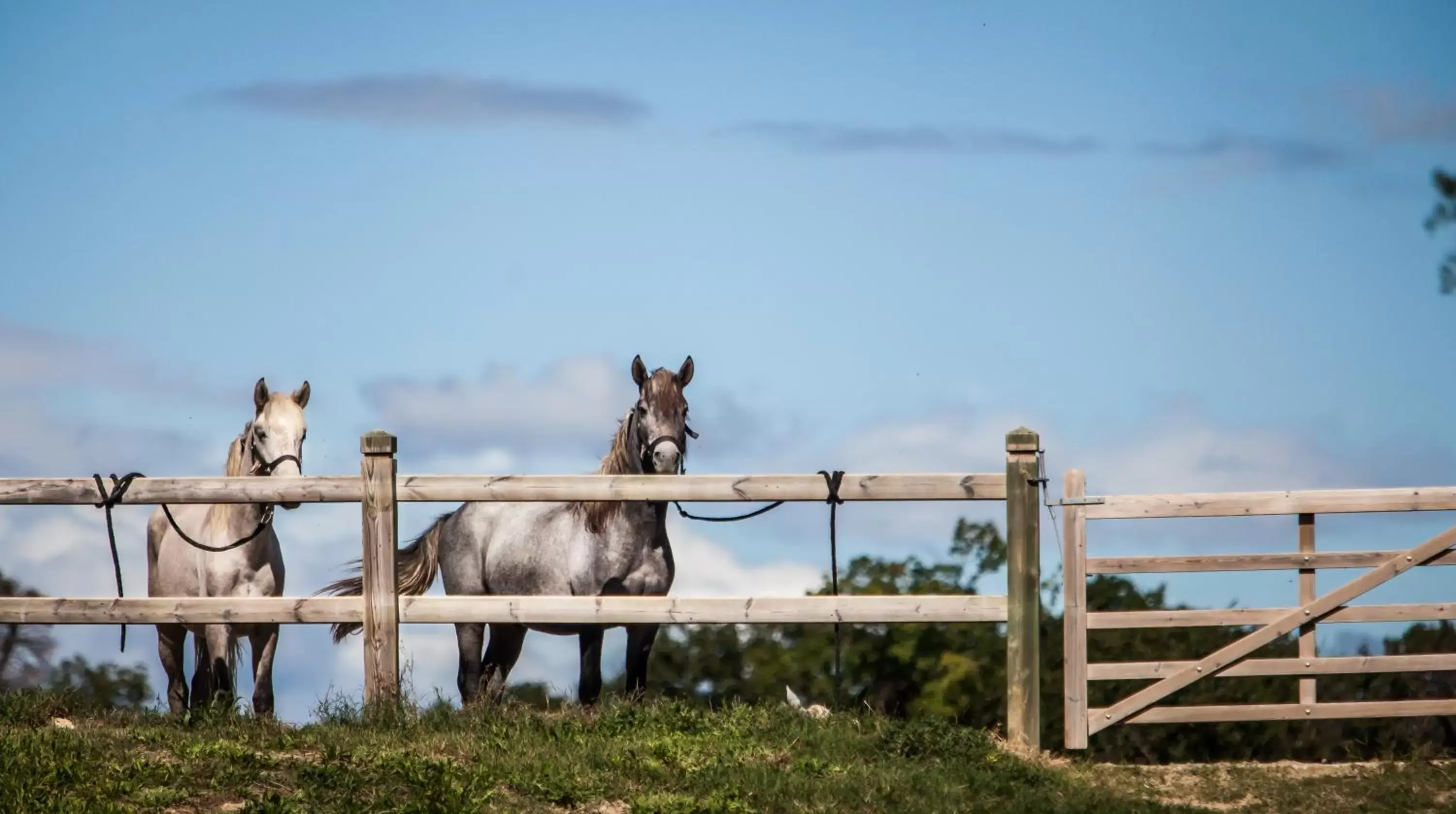 Area and facilities, Pets in Domaine de Biar