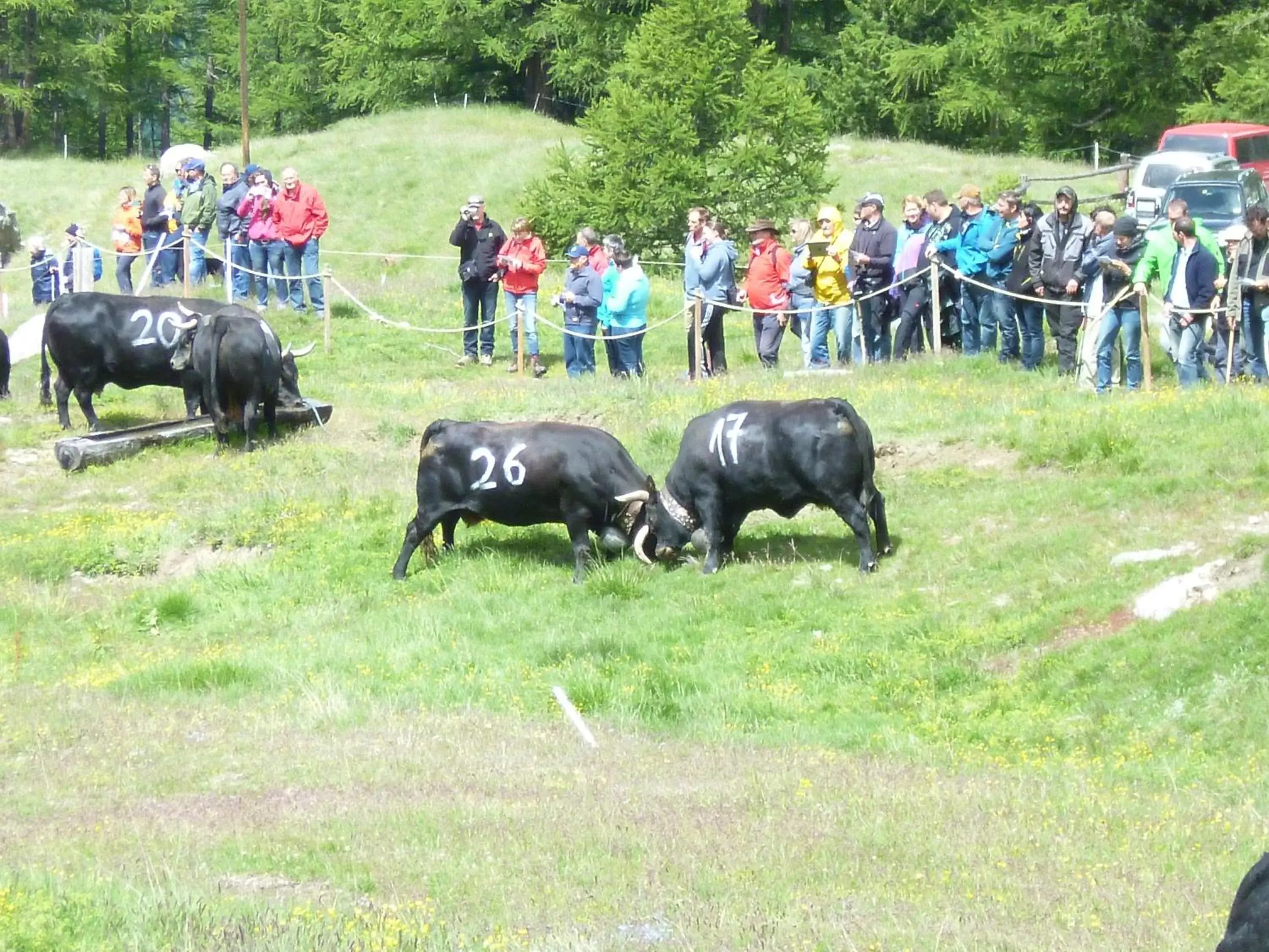 Summer, Other Animals in Hotel Garni Jägerhof