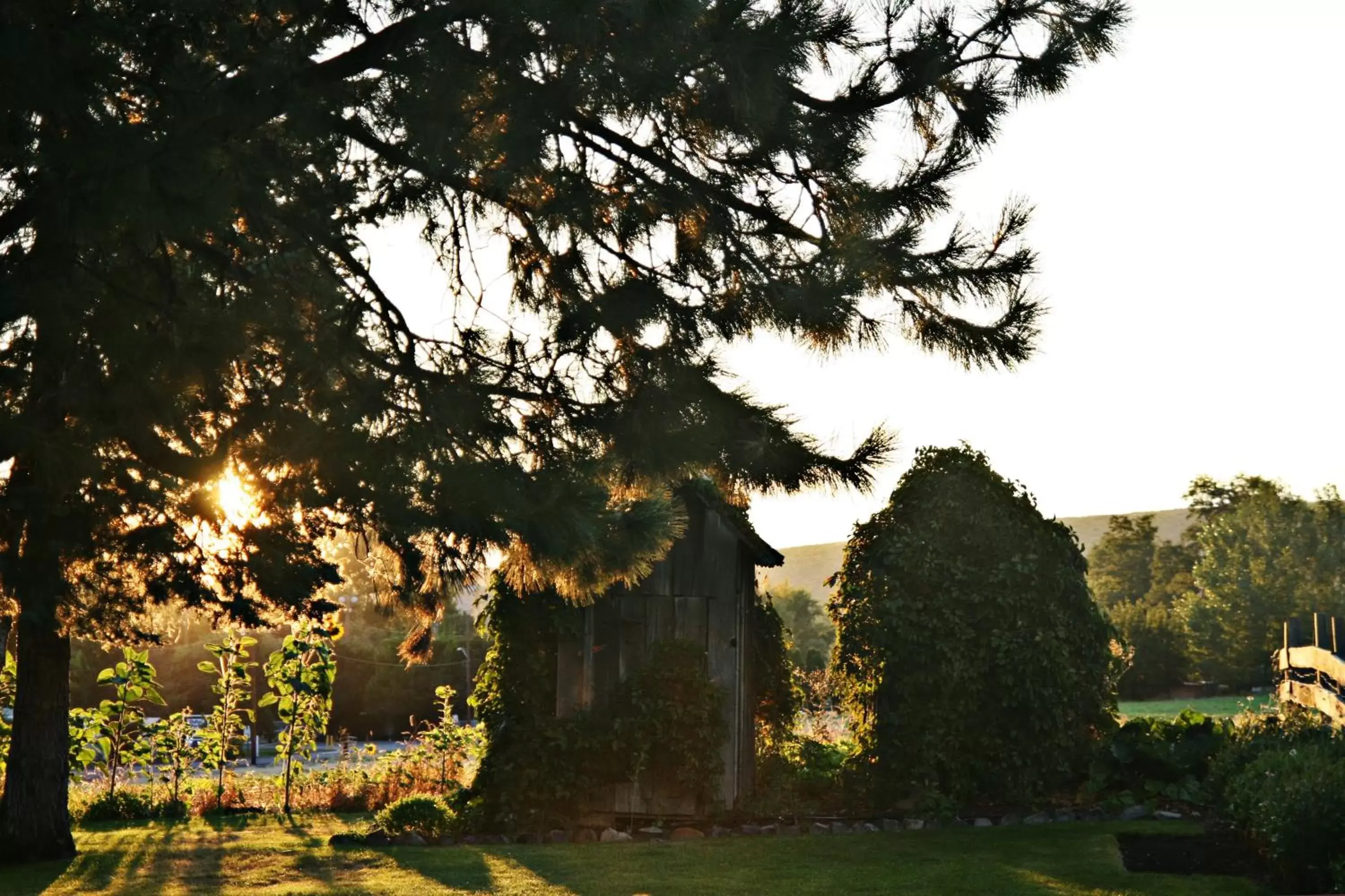 Garden, Property Building in Balch Hotel