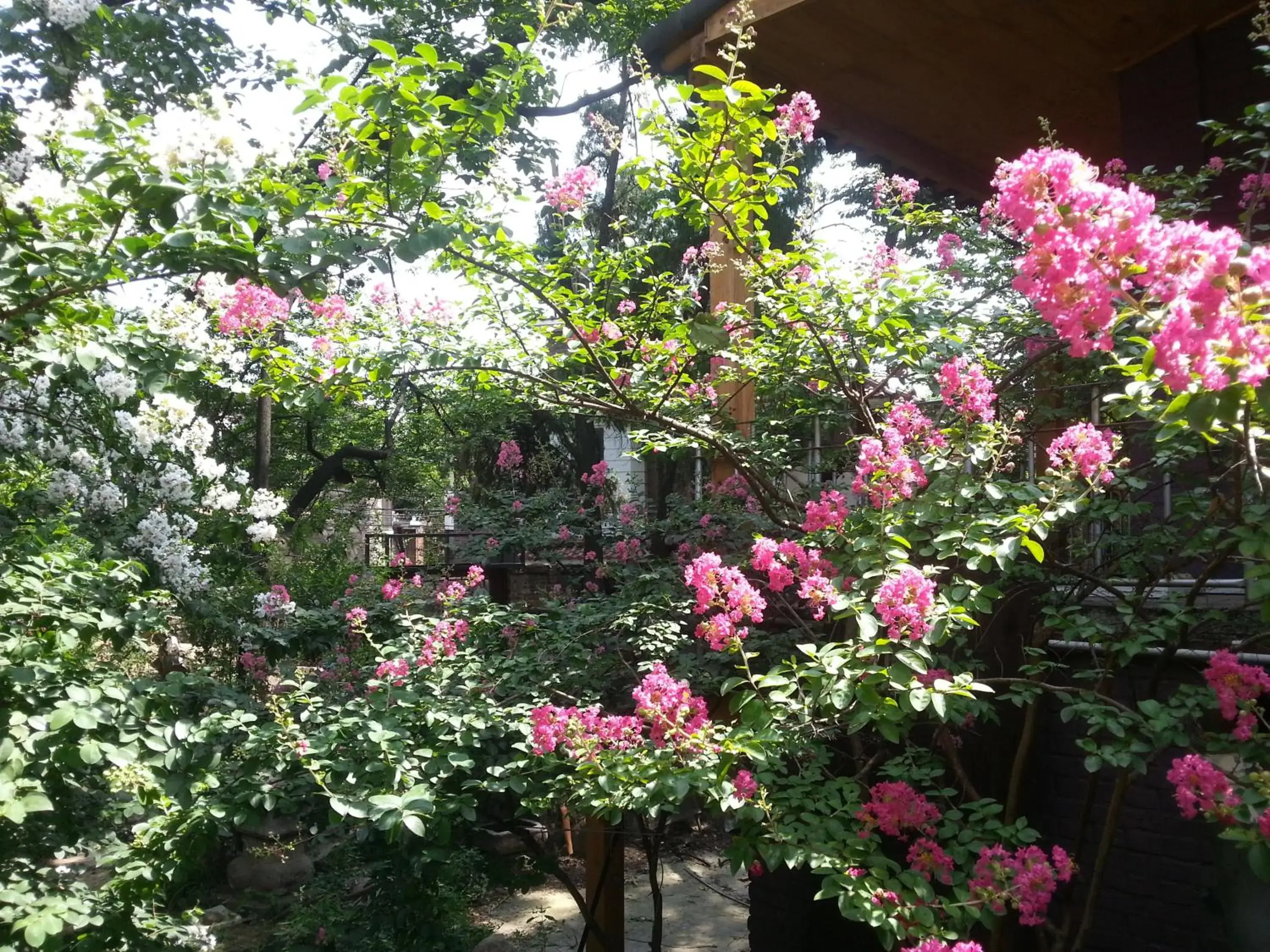 Garden in Jiwoljang Guest House