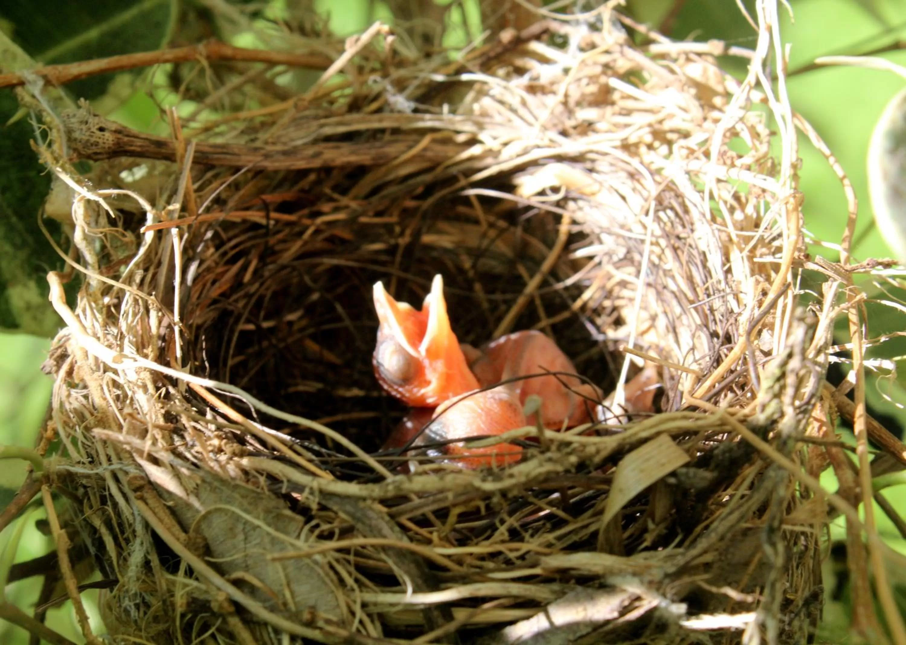 Guests in The Wild Trails Clarks Exotica , Munnar