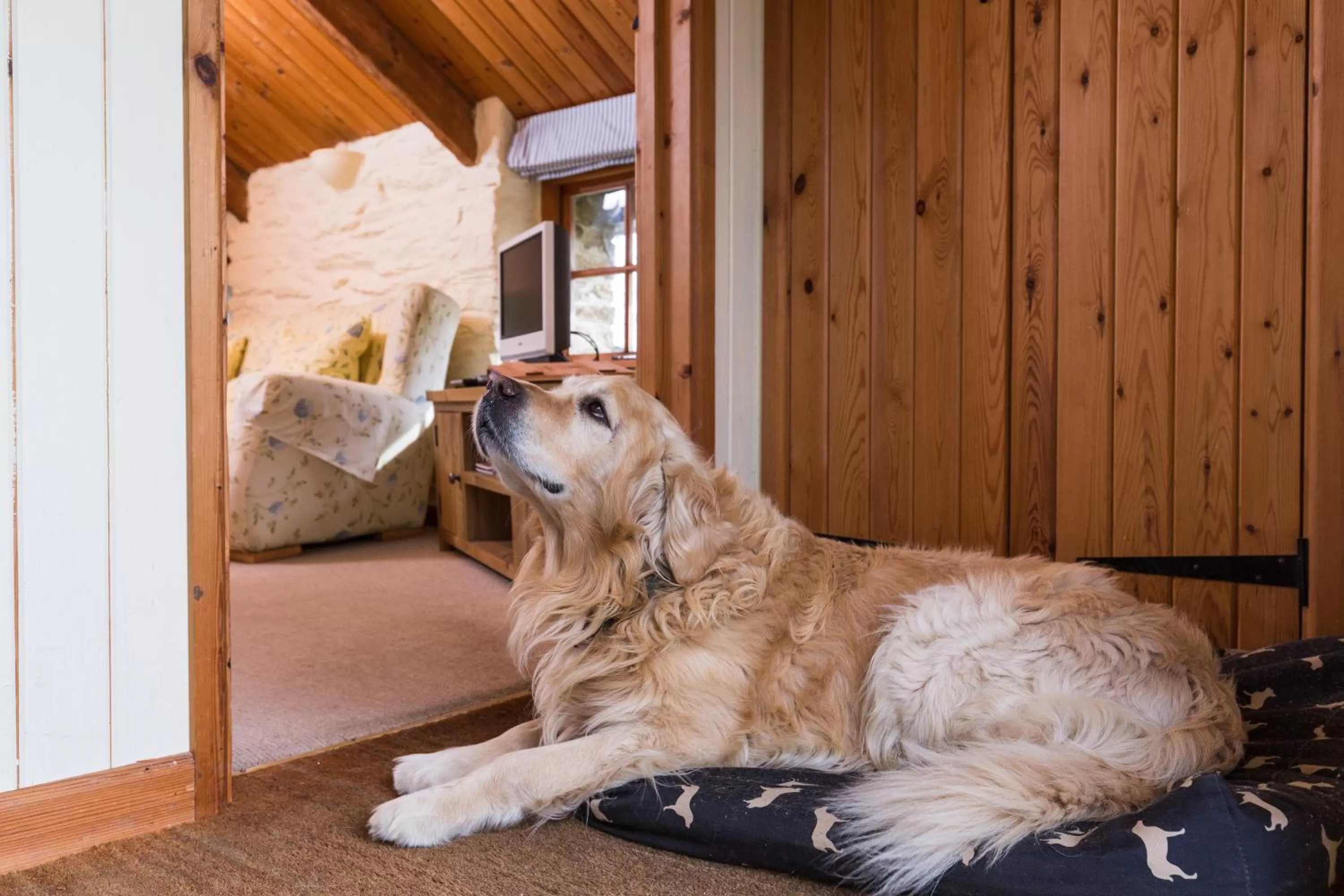 Pets in Trenderway Farm