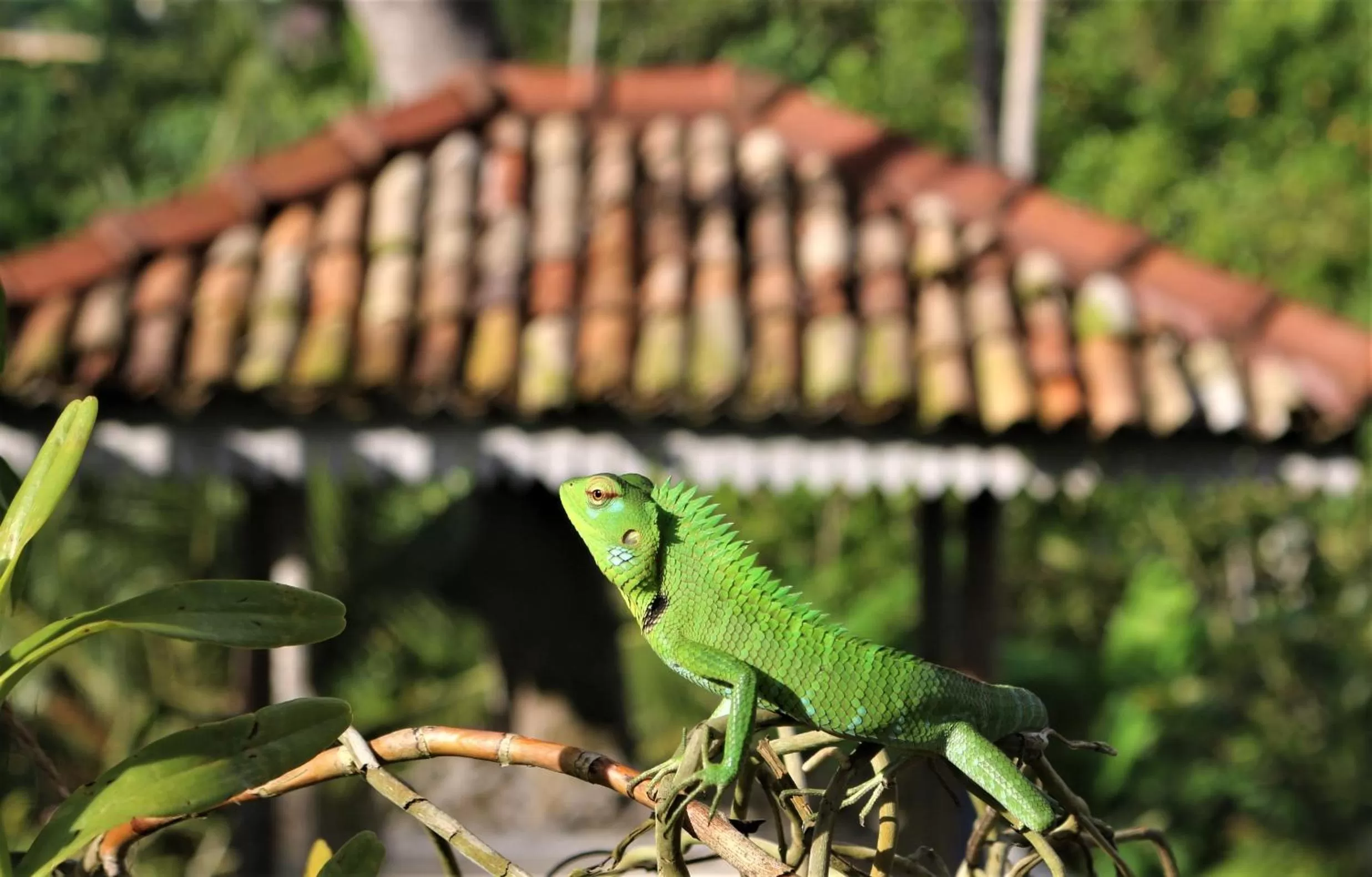 The Spice House Mirissa