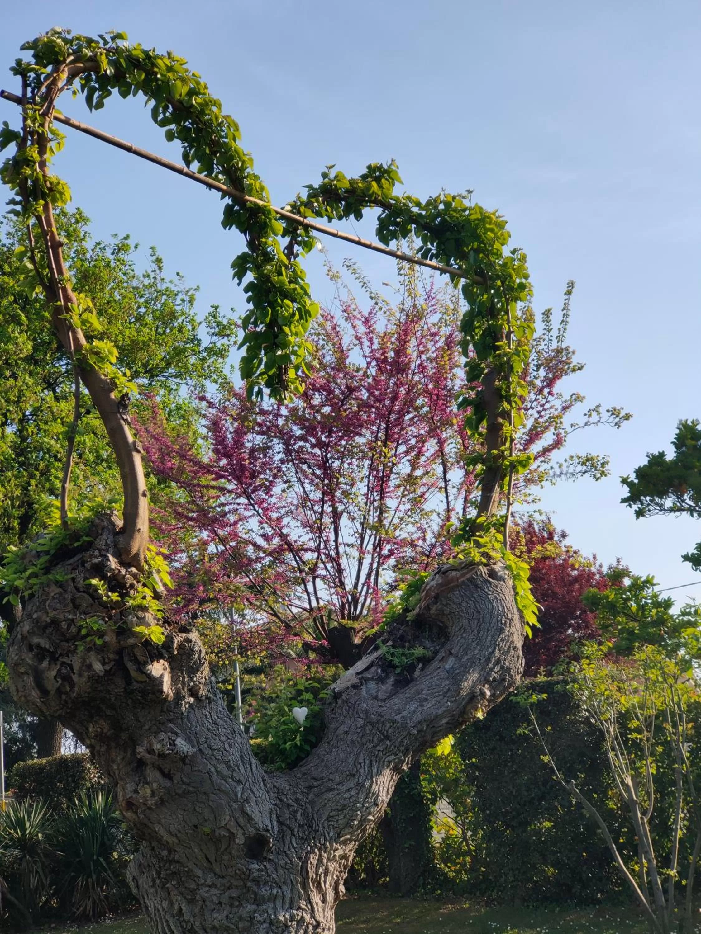 Garden in Al Villino del Sole