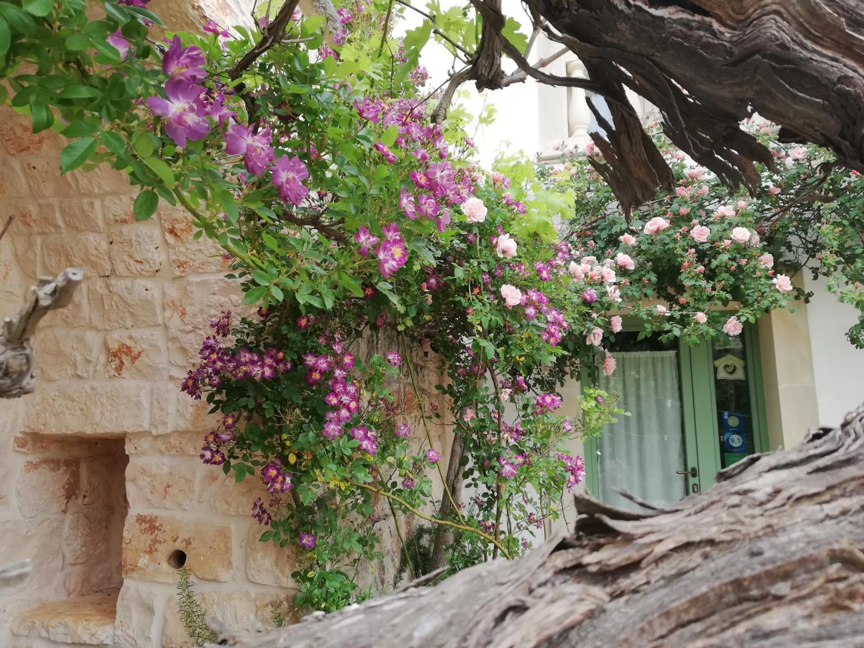 Garden in B&B Giovannarolla Green House
