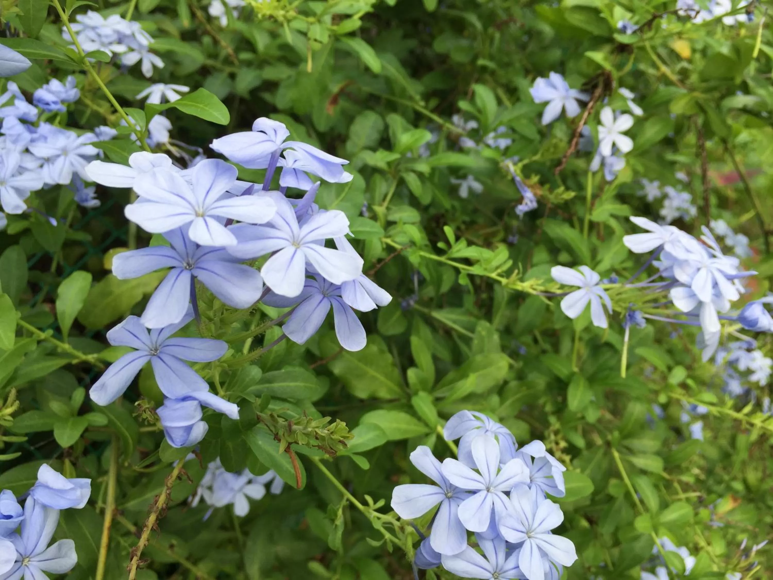 Garden in Hotel Jardin de la Paix