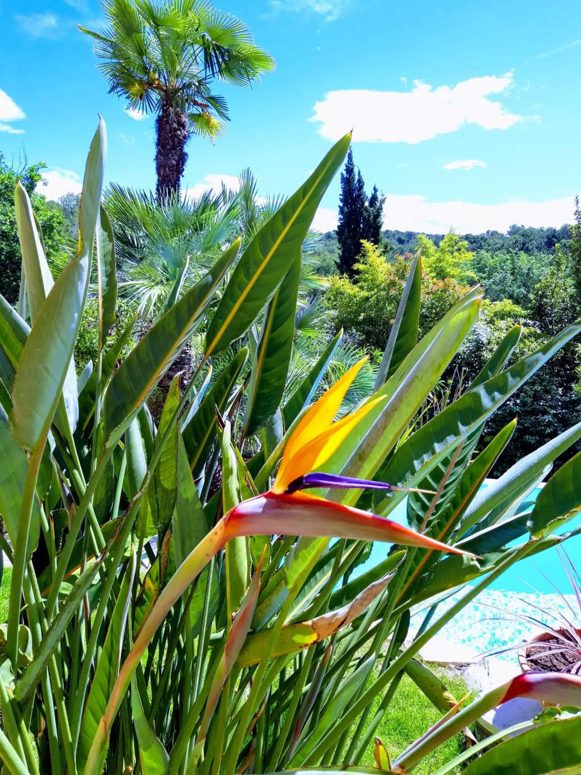 Pool View in La Dolce Vita Opio