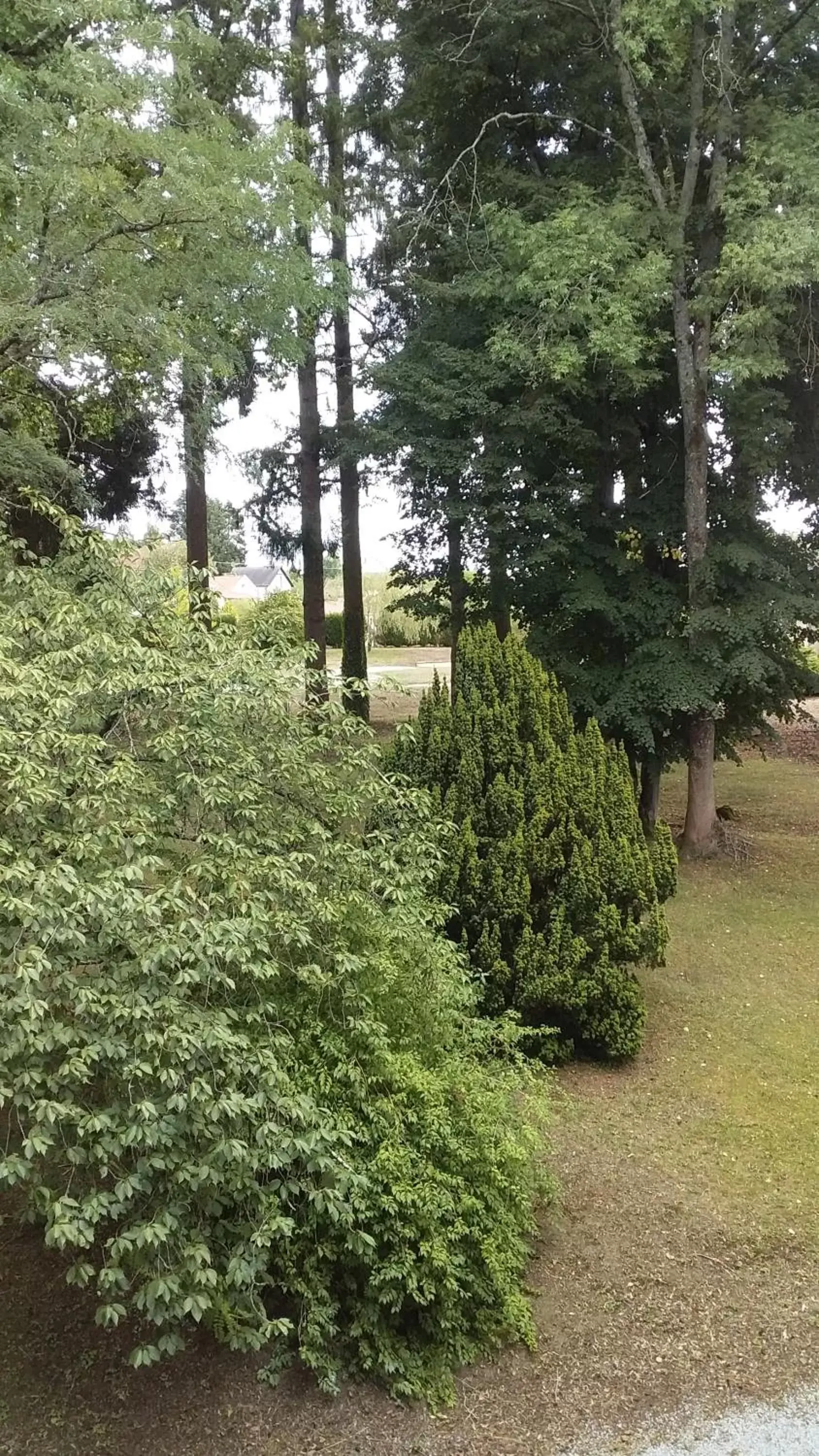 Garden in Chateau Maleplane