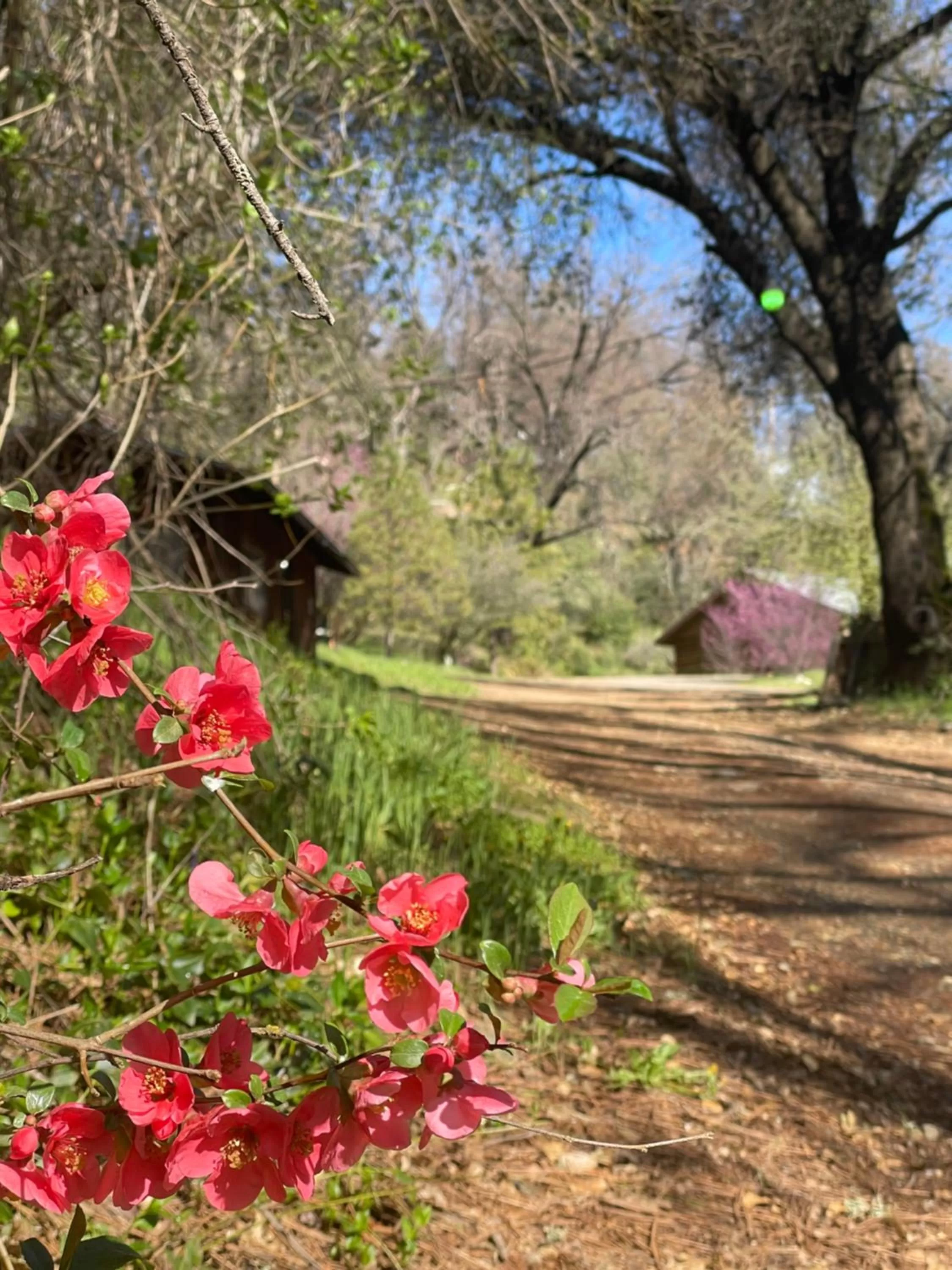Garden in Bear Creek Cabins