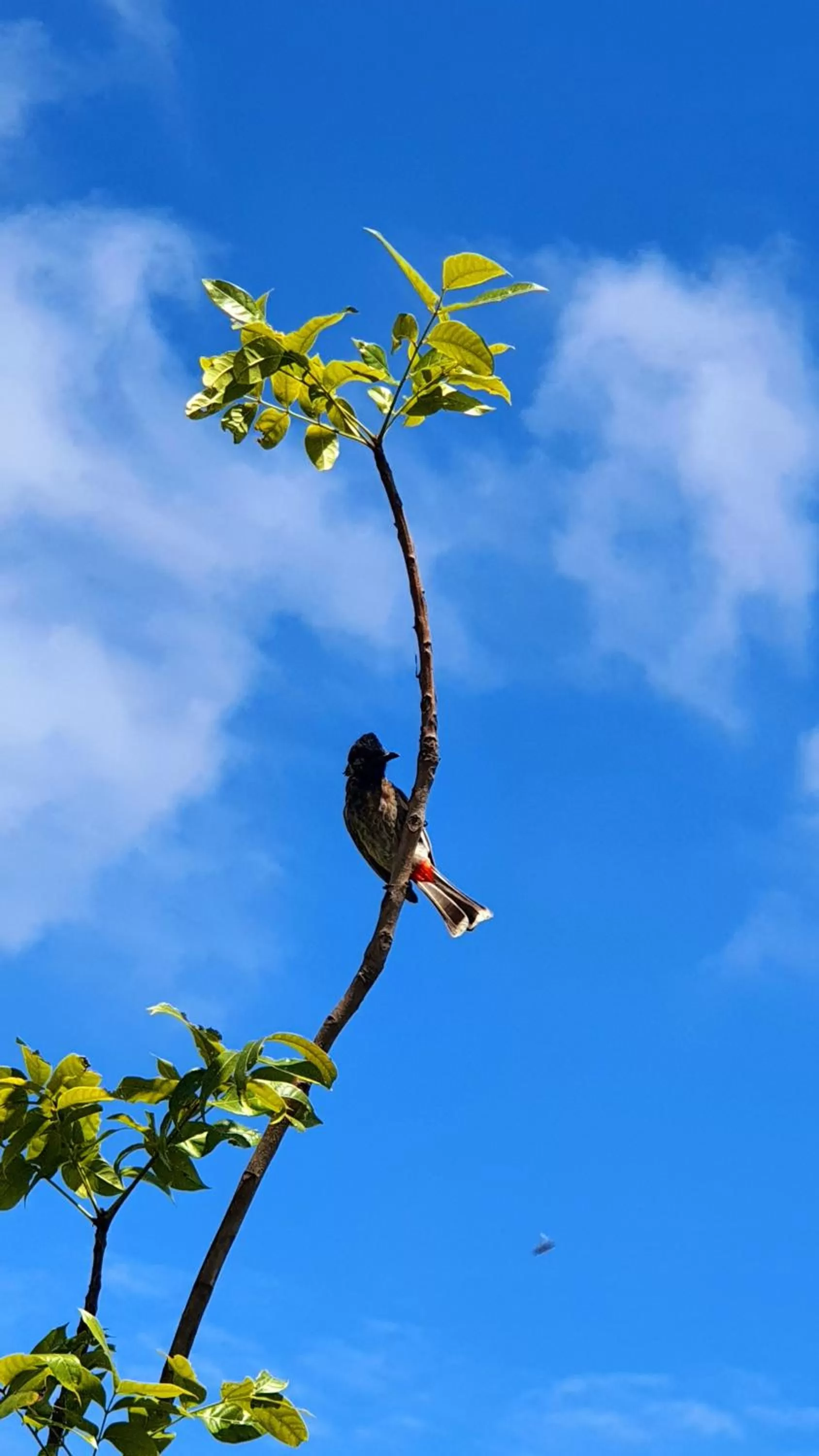 View (from property/room) in Avadale Masinagudi - Stag Groups Not Allowed