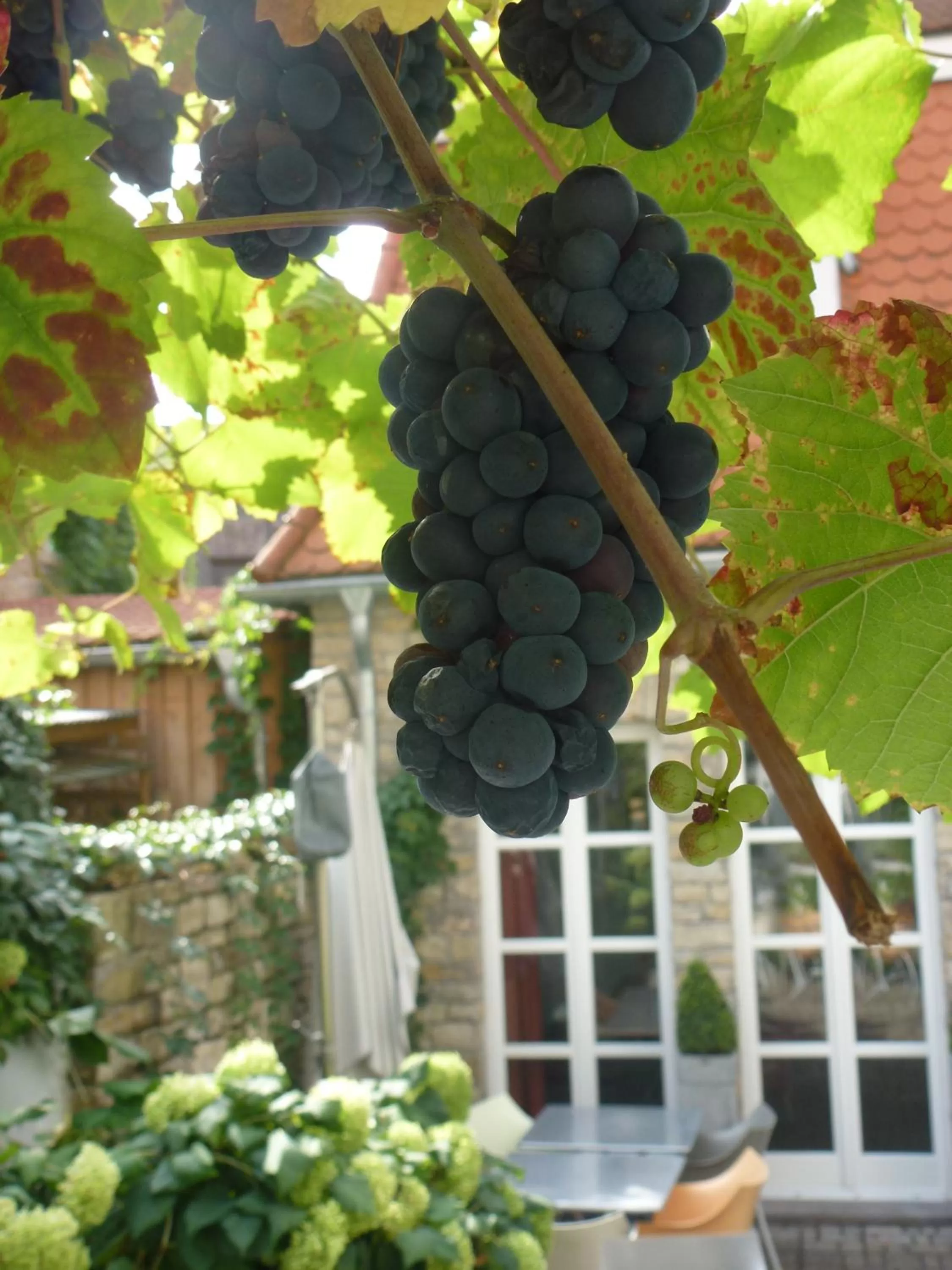 Patio in Hotel am Torturm