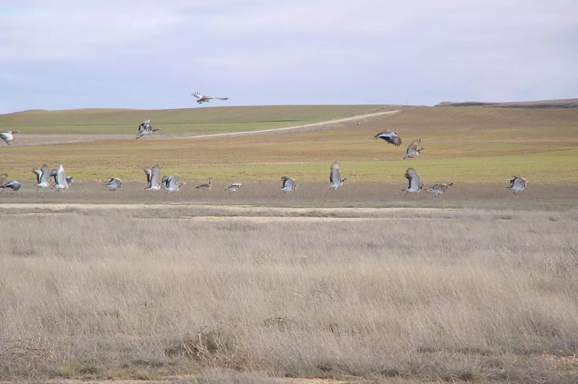 Nearby landmark, Other Animals in Hostal Athlanta