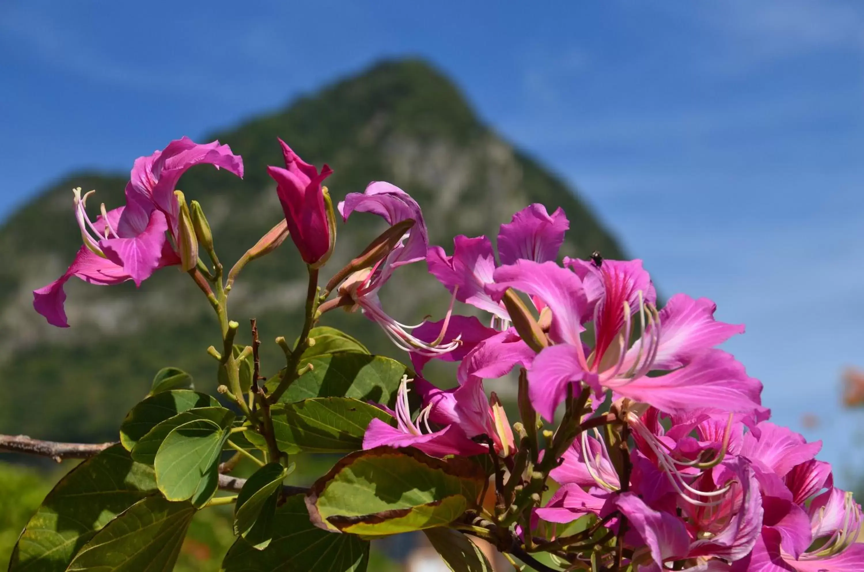 Natural landscape in Tet Rouge Resort