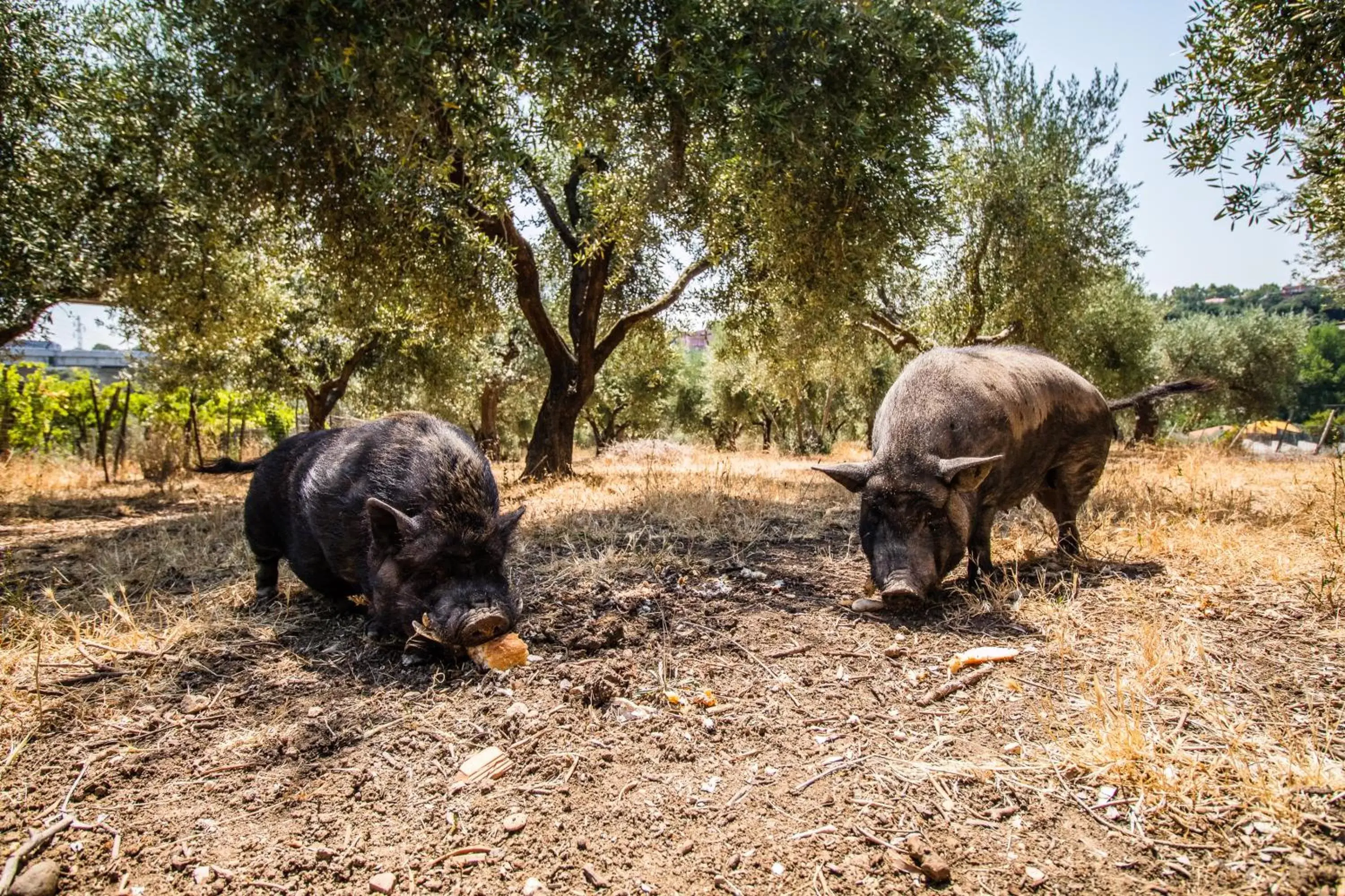 Animals, Other Animals in Il Gallo Con Gli Stivali