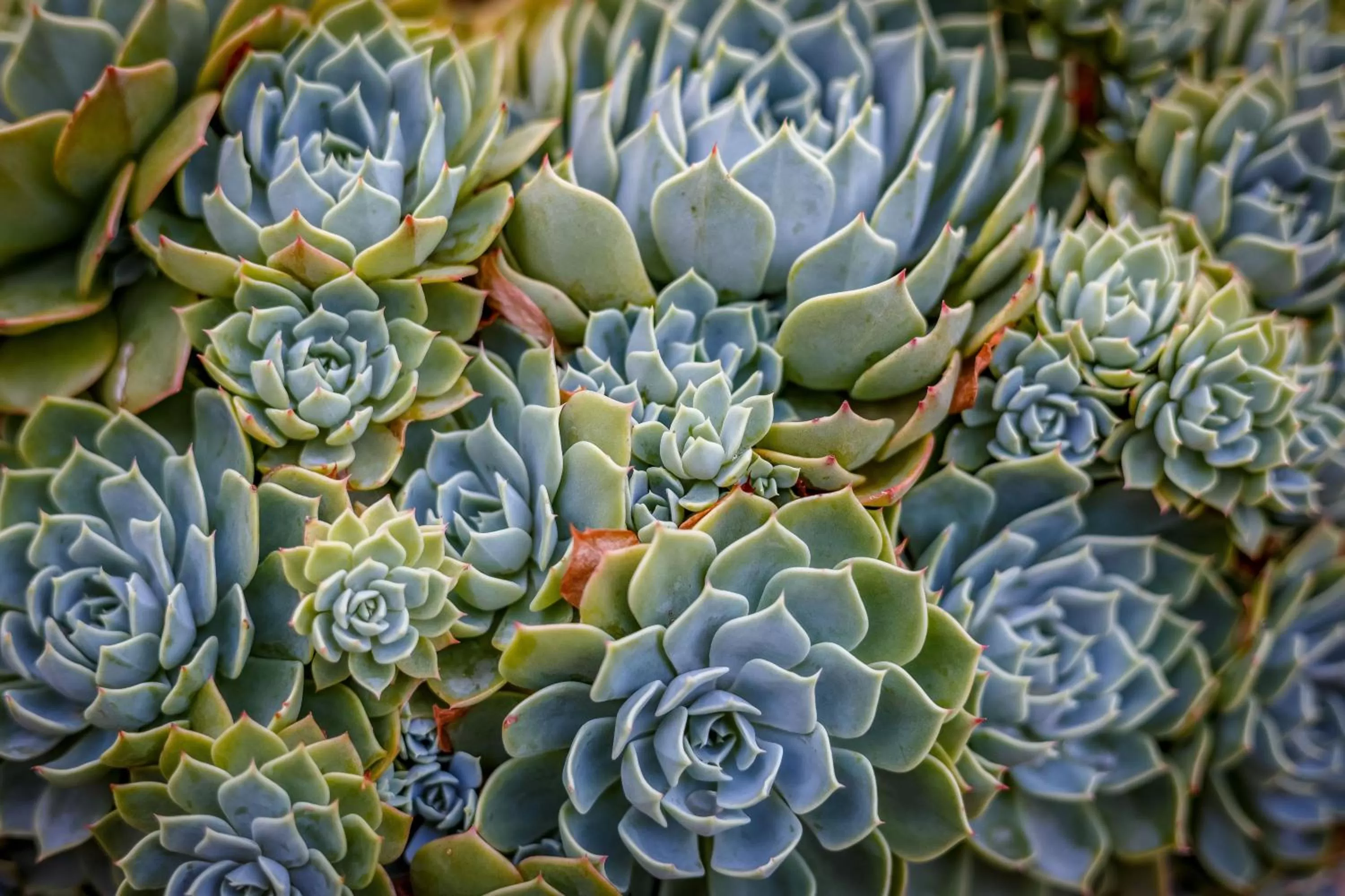 Garden in Sensom at Sapphire - Adults only B&B