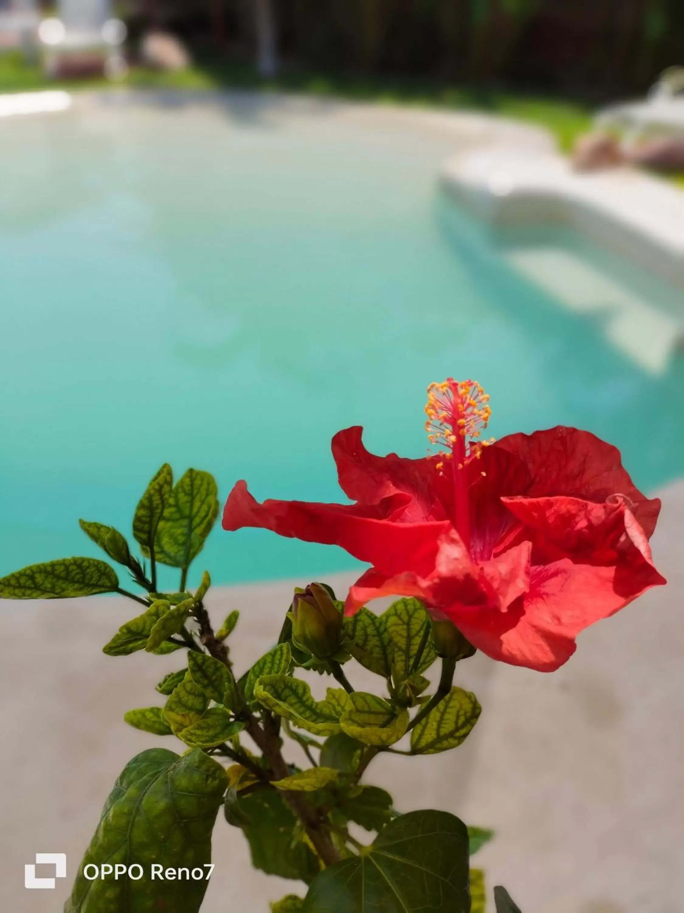 Garden view, Swimming Pool in teki-sha home&suites