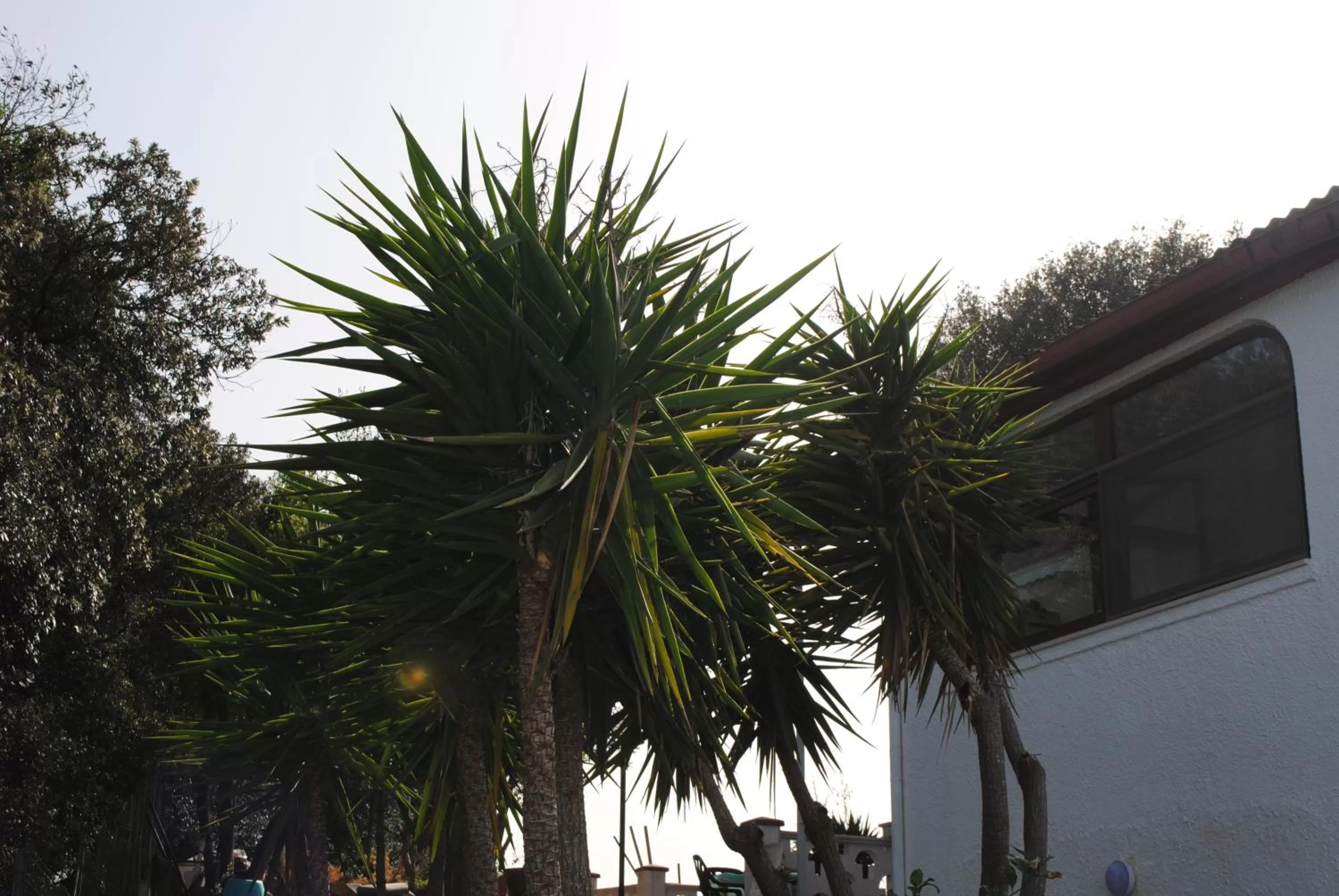 Garden in Le Dimore Del Sarto Polignano a mare